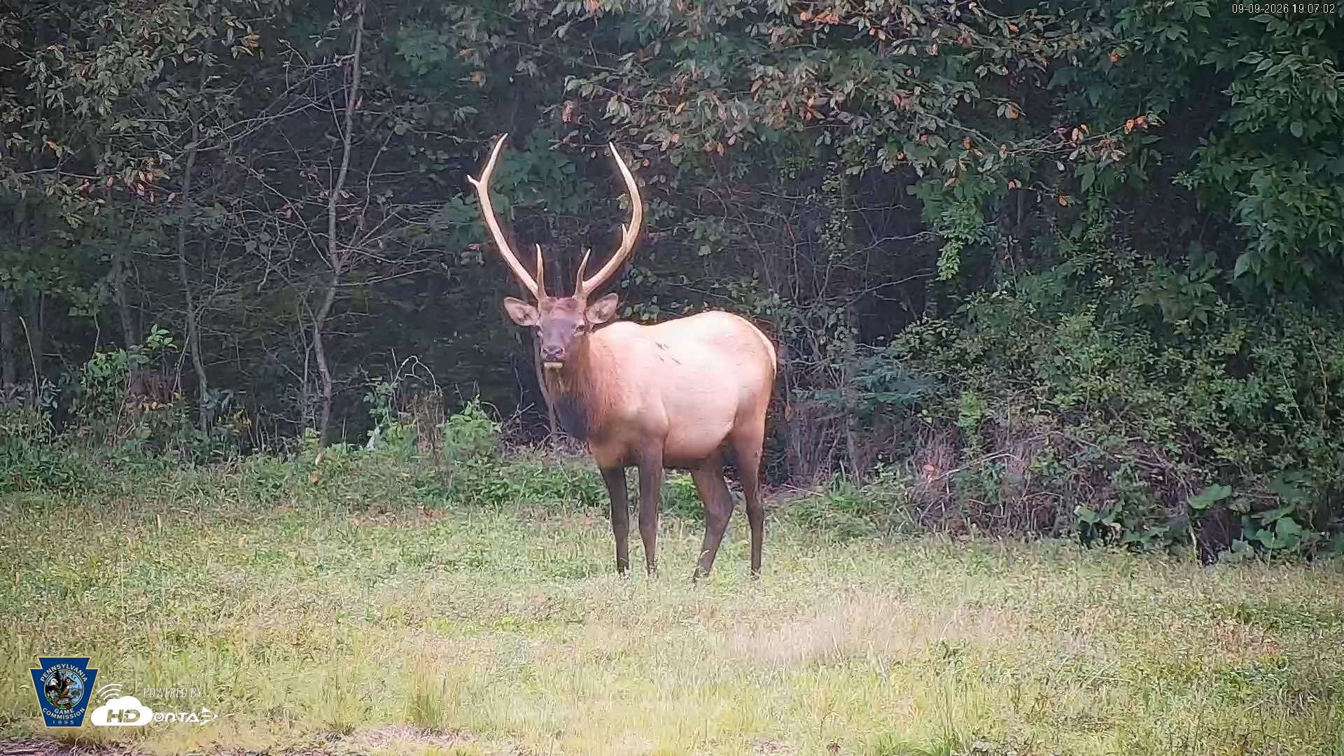 Snapshot of Pennsylvania Elk Live Webcam taken Sep 9, 2026, 7:07pm EDT