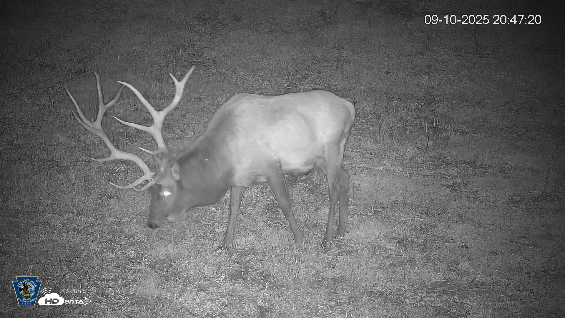 Snapshot of Pennsylvania Elk Live Webcam taken Sep 10, 2025, 8:48pm EDT