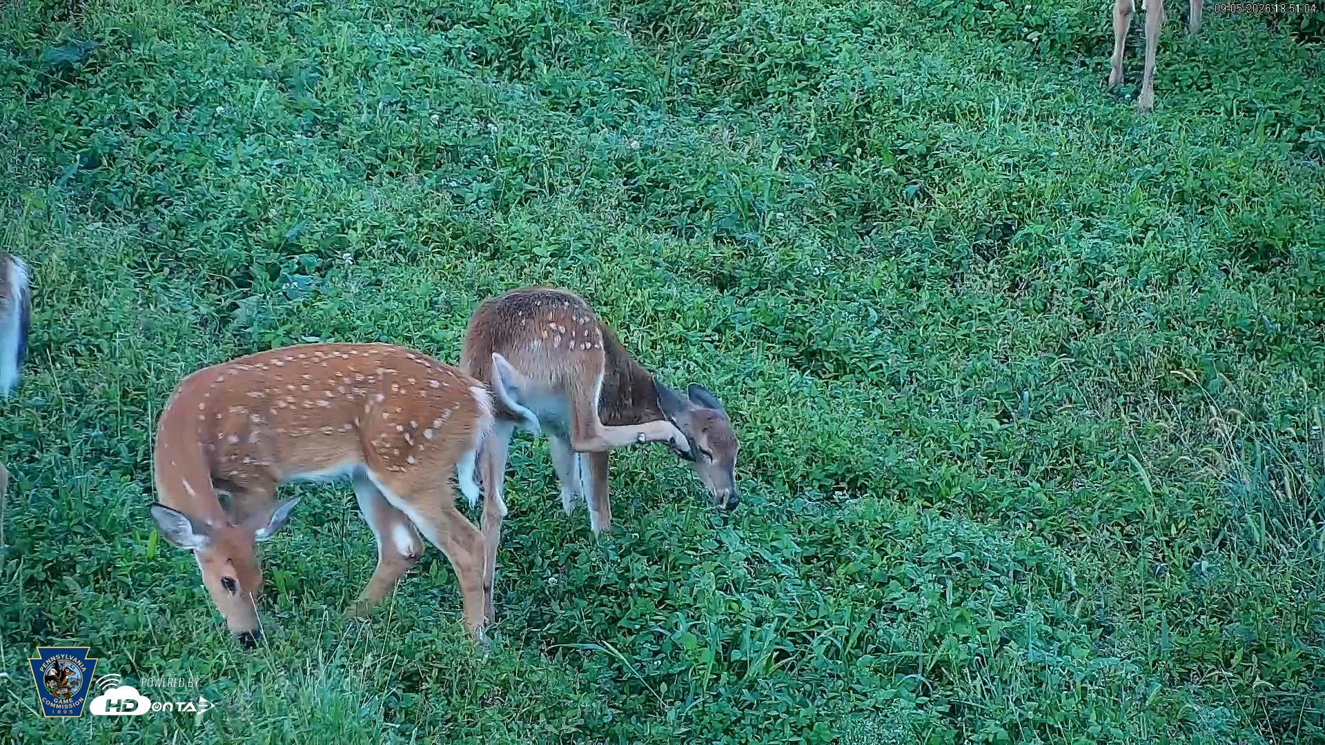 Snapshot of Pennsylvania Elk Live Webcam taken Sep 5, 2026, 6:52pm EDT