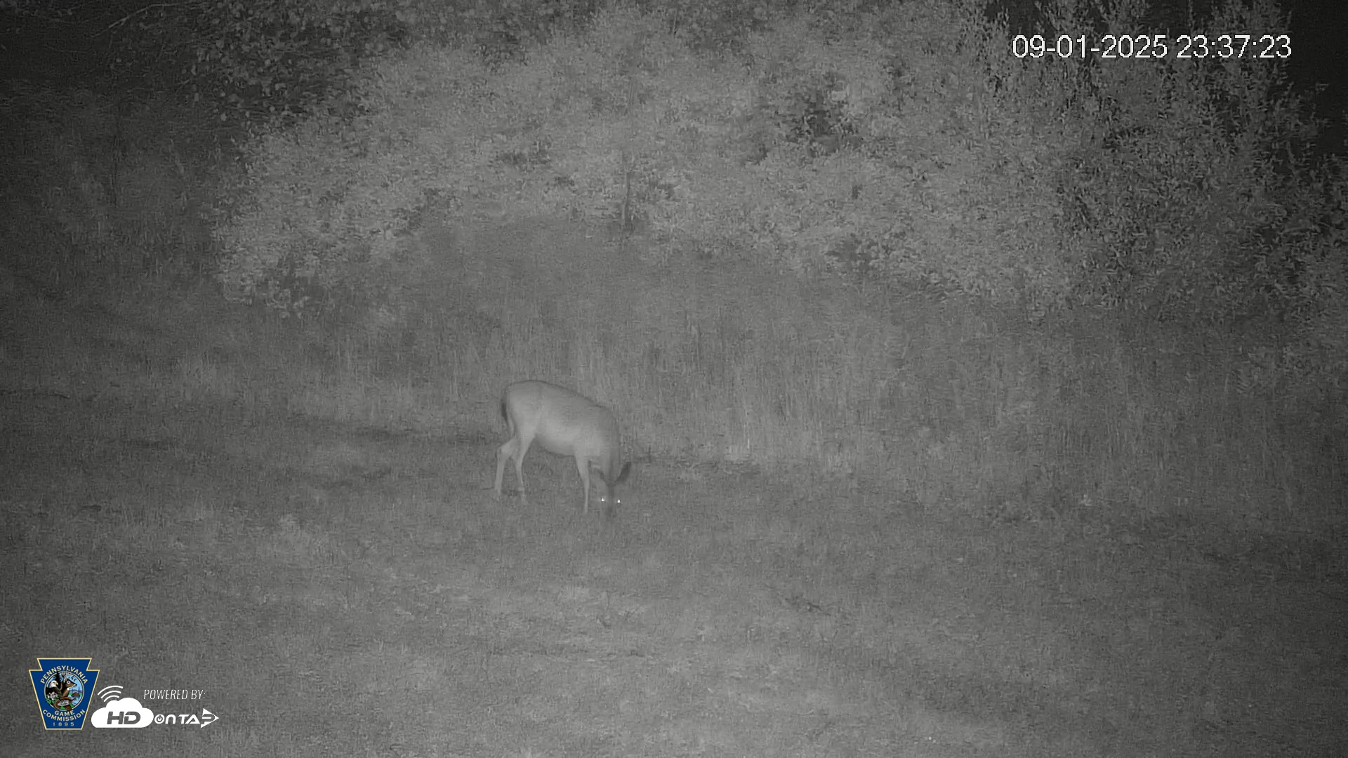 Snapshot of Pennsylvania Elk Live Webcam taken Sep 1, 2025, 11:38pm EDT
