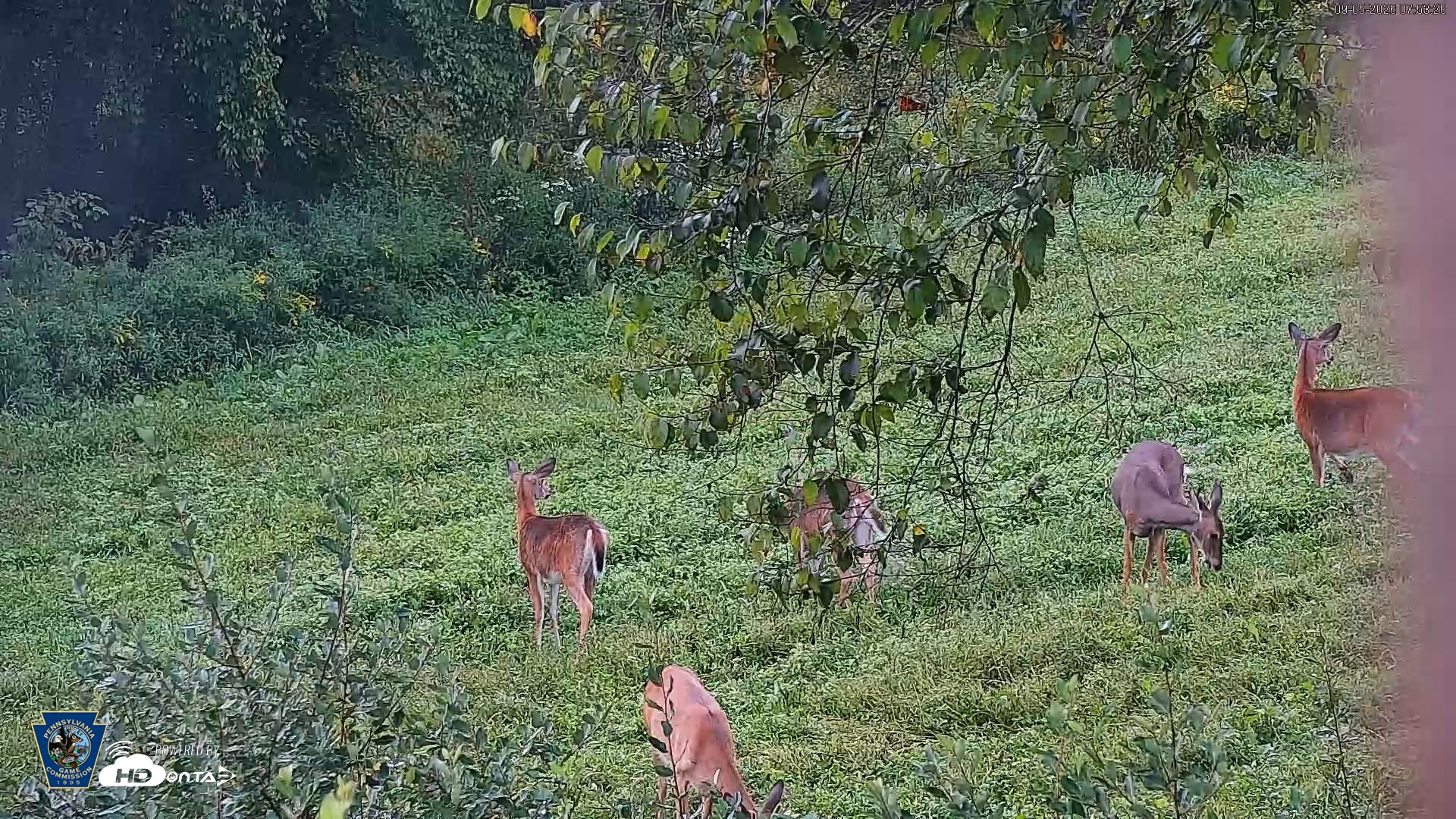 Snapshot of Pennsylvania Elk Live Webcam taken Sep 5, 2026, 7:54am EDT