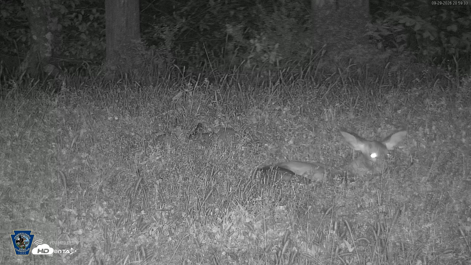 Snapshot of Pennsylvania Elk Live Webcam taken Sep 29, 2026, 9:00pm EDT