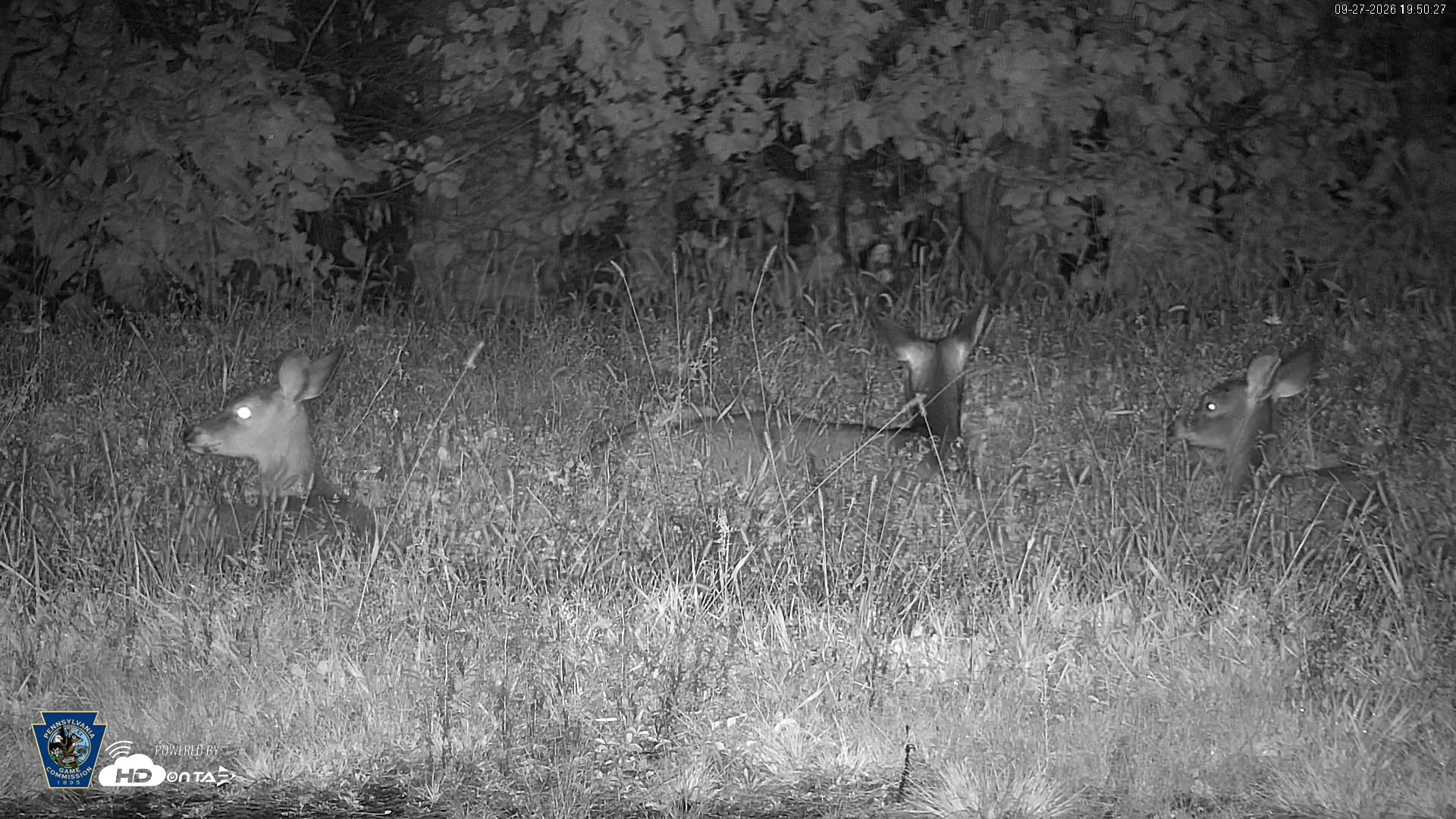 Snapshot of Pennsylvania Elk Live Webcam taken Sep 27, 2026, 7:51pm EDT