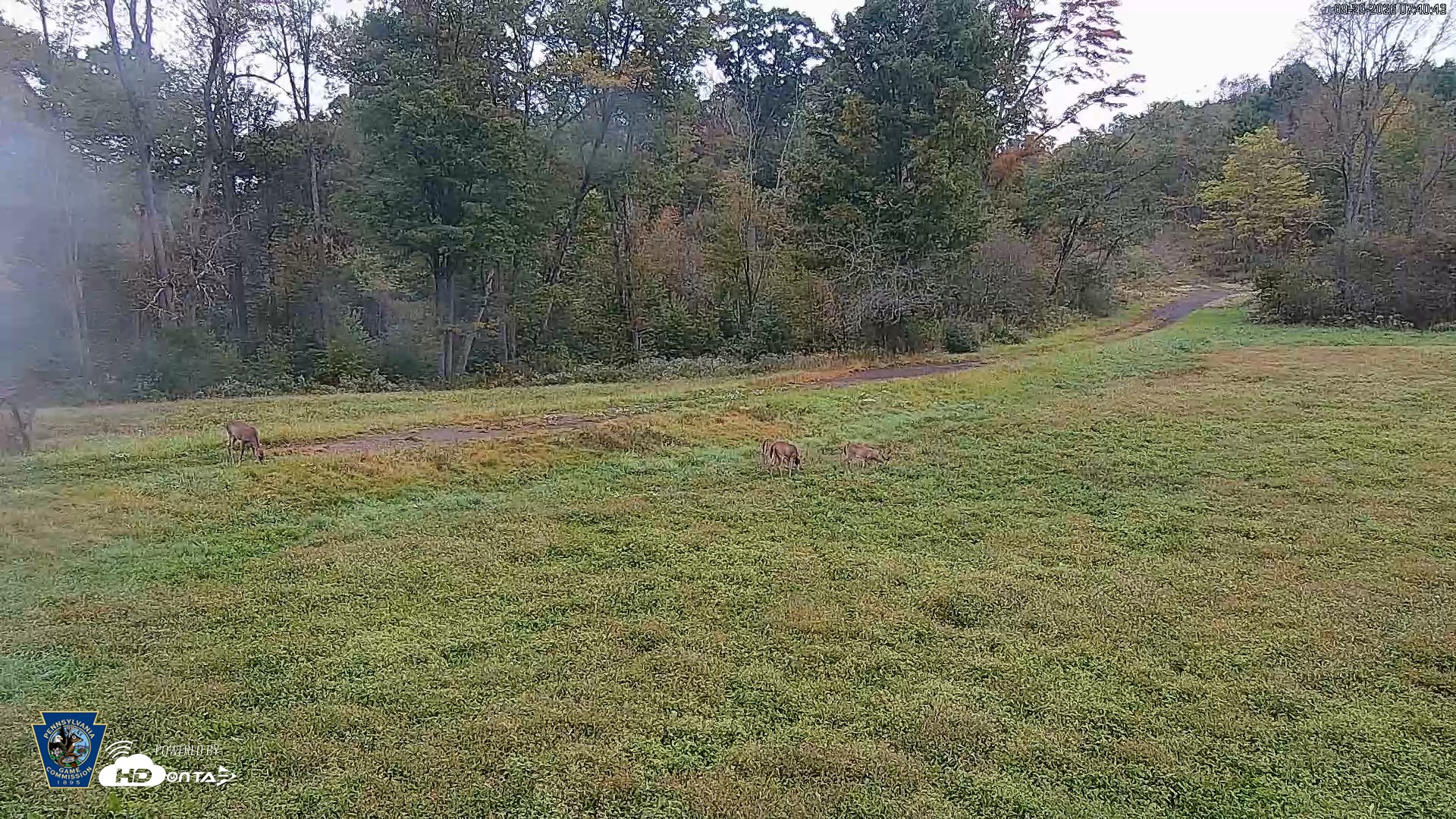 Snapshot of Pennsylvania Elk Live Webcam taken Sep 29, 2026, 7:41am EDT