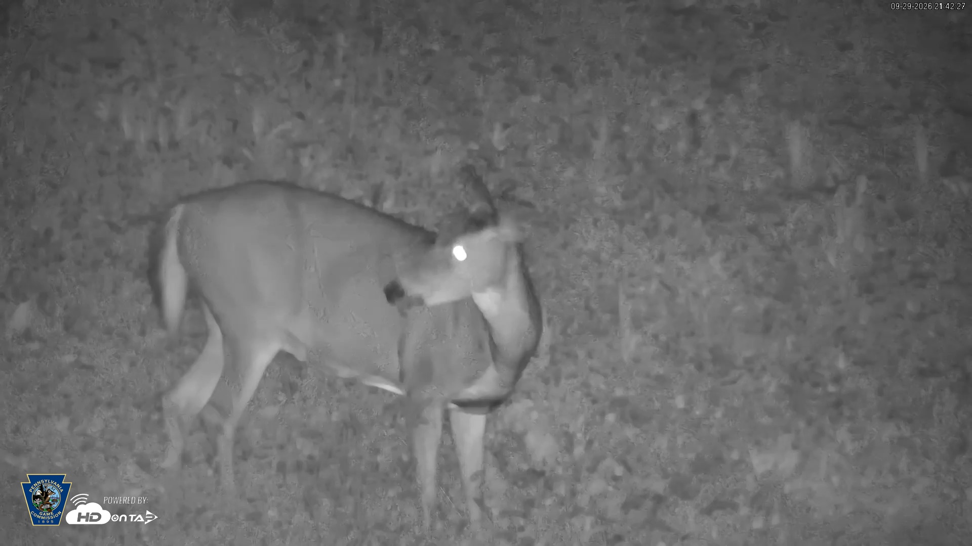 Snapshot of Pennsylvania Elk Live Webcam taken Sep 29, 2026, 9:43pm EDT