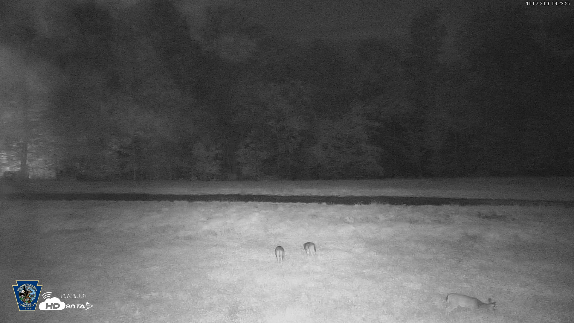 Snapshot of Pennsylvania Elk Live Webcam taken Oct 2, 2026, 6:24am EDT