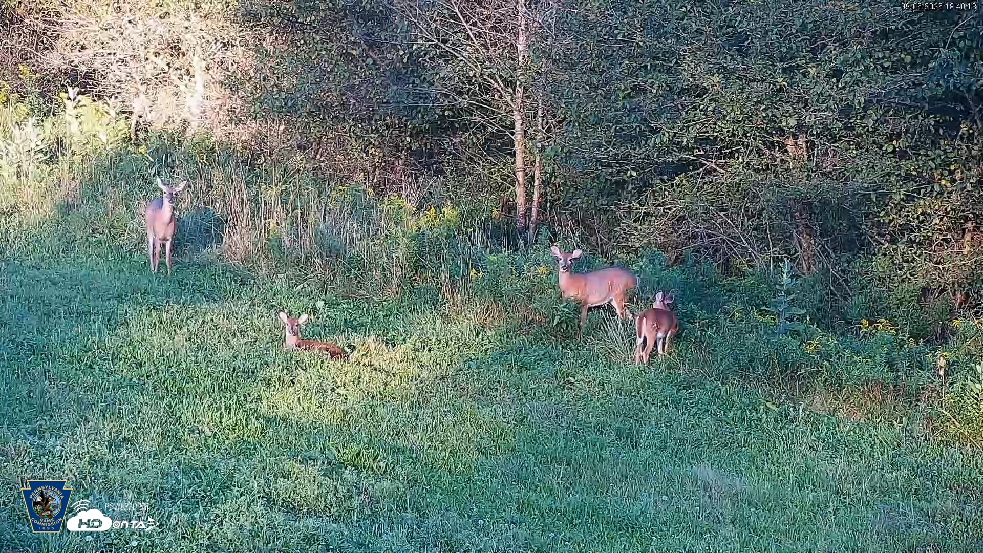 Snapshot of Pennsylvania Elk Live Webcam taken Sep 6, 2026, 6:41pm EDT