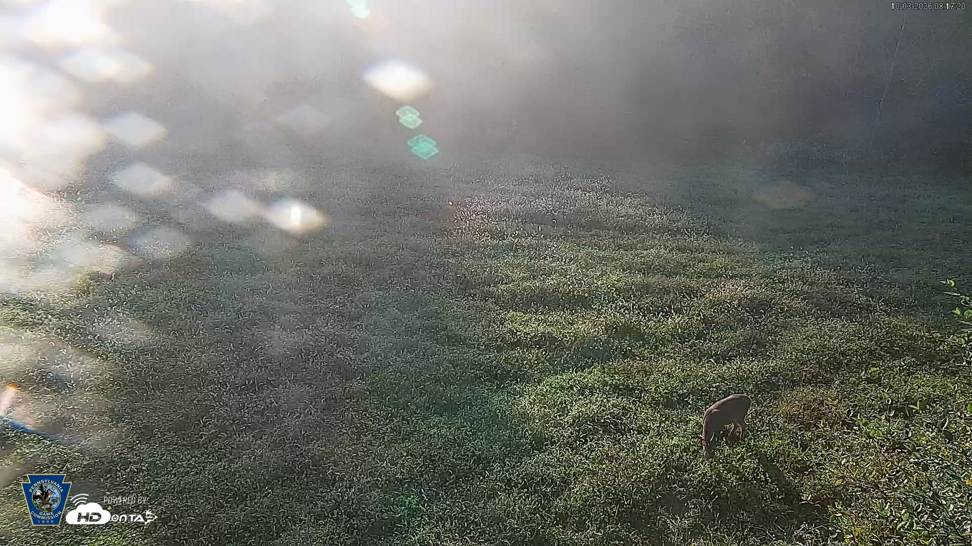 Snapshot of Pennsylvania Elk Live Webcam taken Oct 3, 2026, 8:18am EDT