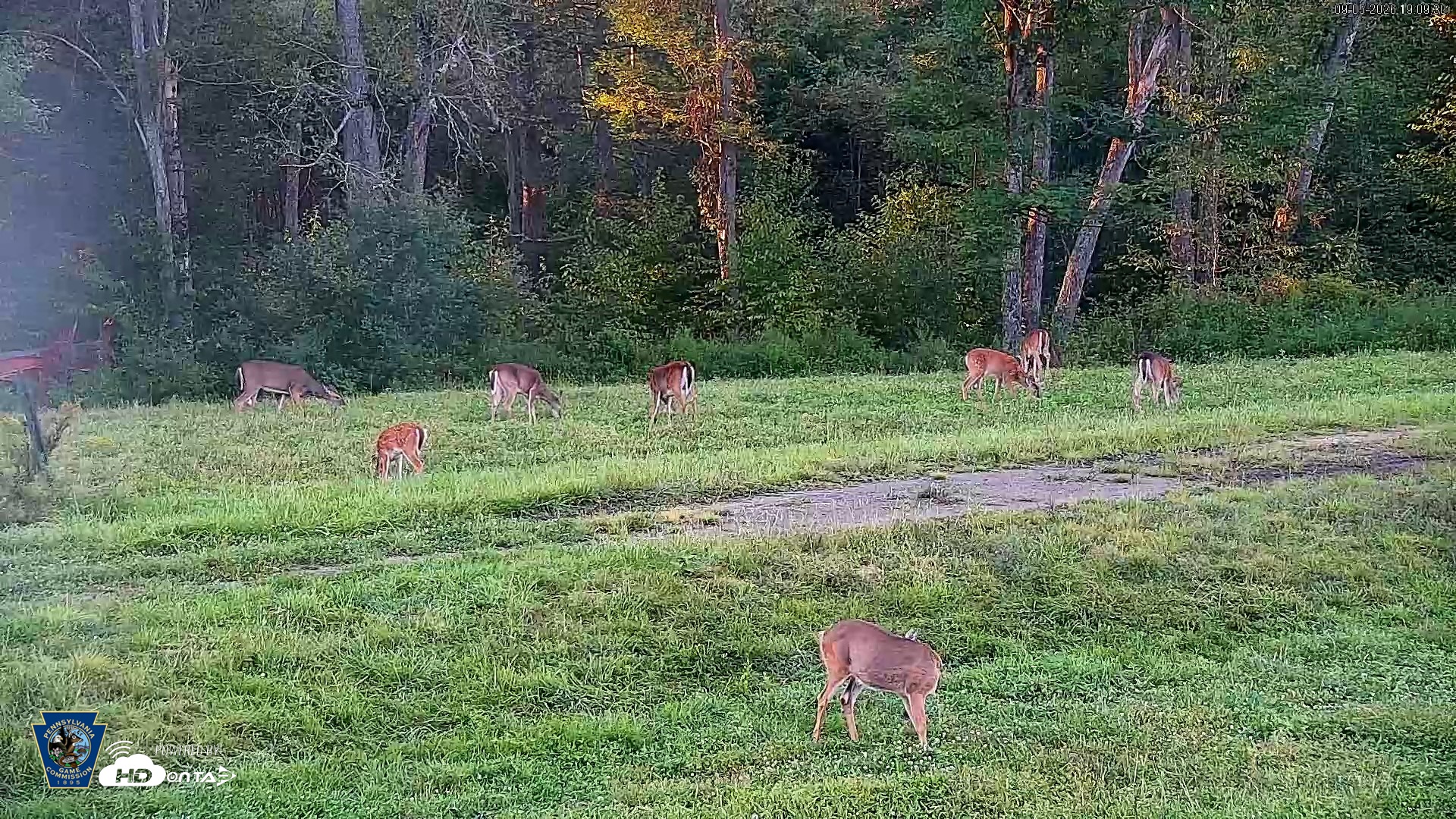 Snapshot of Pennsylvania Elk Live Webcam taken Sep 5, 2026, 7:10pm EDT