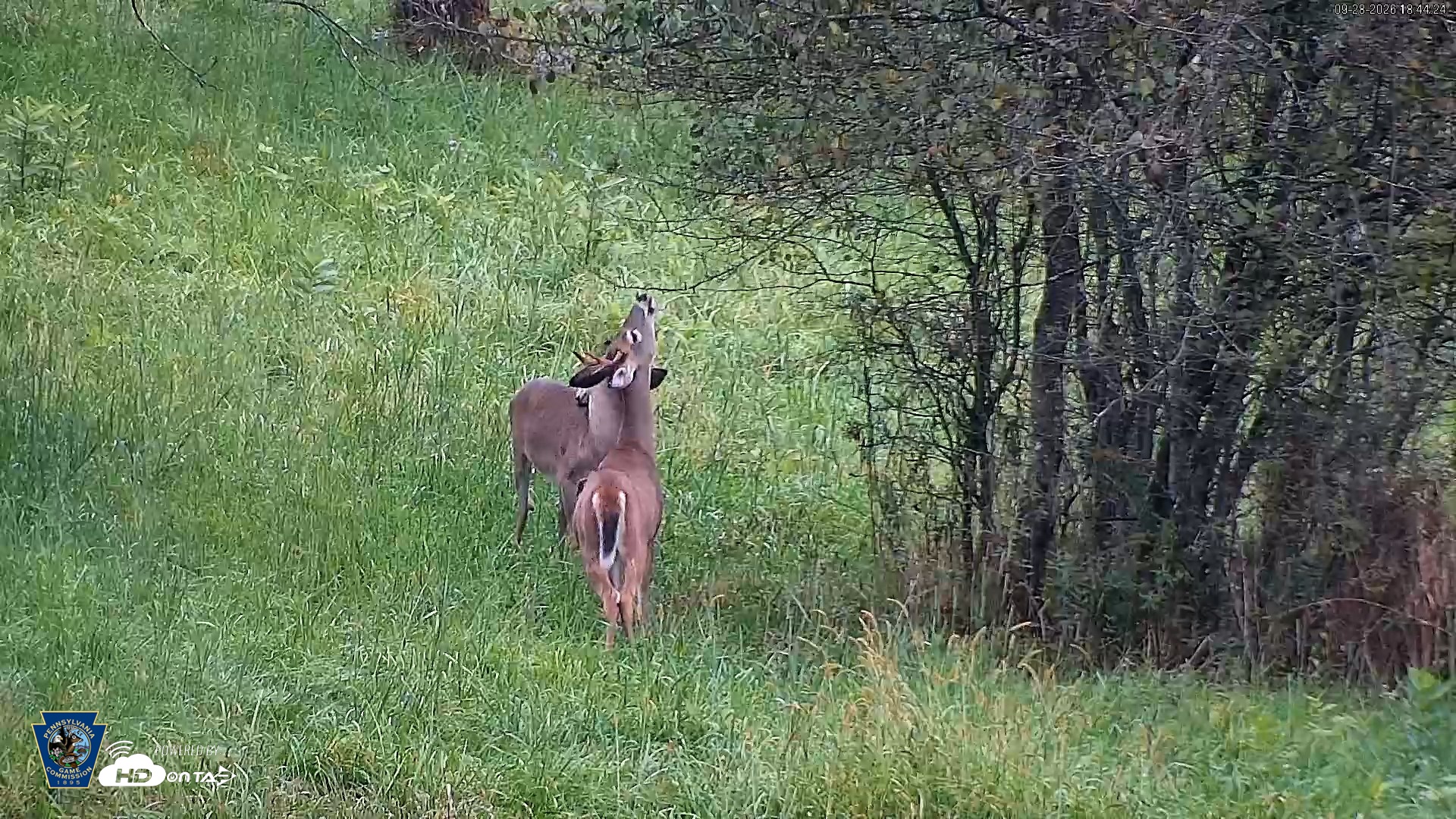 Snapshot of Pennsylvania Elk Live Webcam taken Sep 28, 2026, 6:44pm EDT