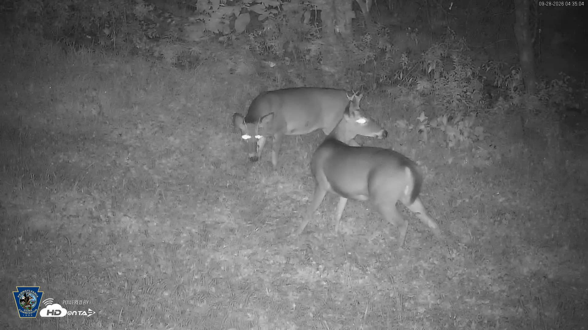 Snapshot of Pennsylvania Elk Live Webcam taken Sep 28, 2026, 4:35am EDT