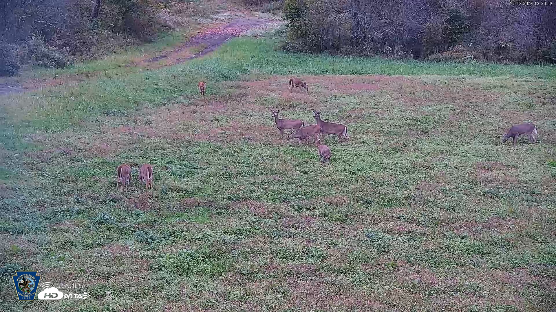Snapshot of Pennsylvania Elk Live Webcam taken Oct 2, 2026, 6:21pm EDT