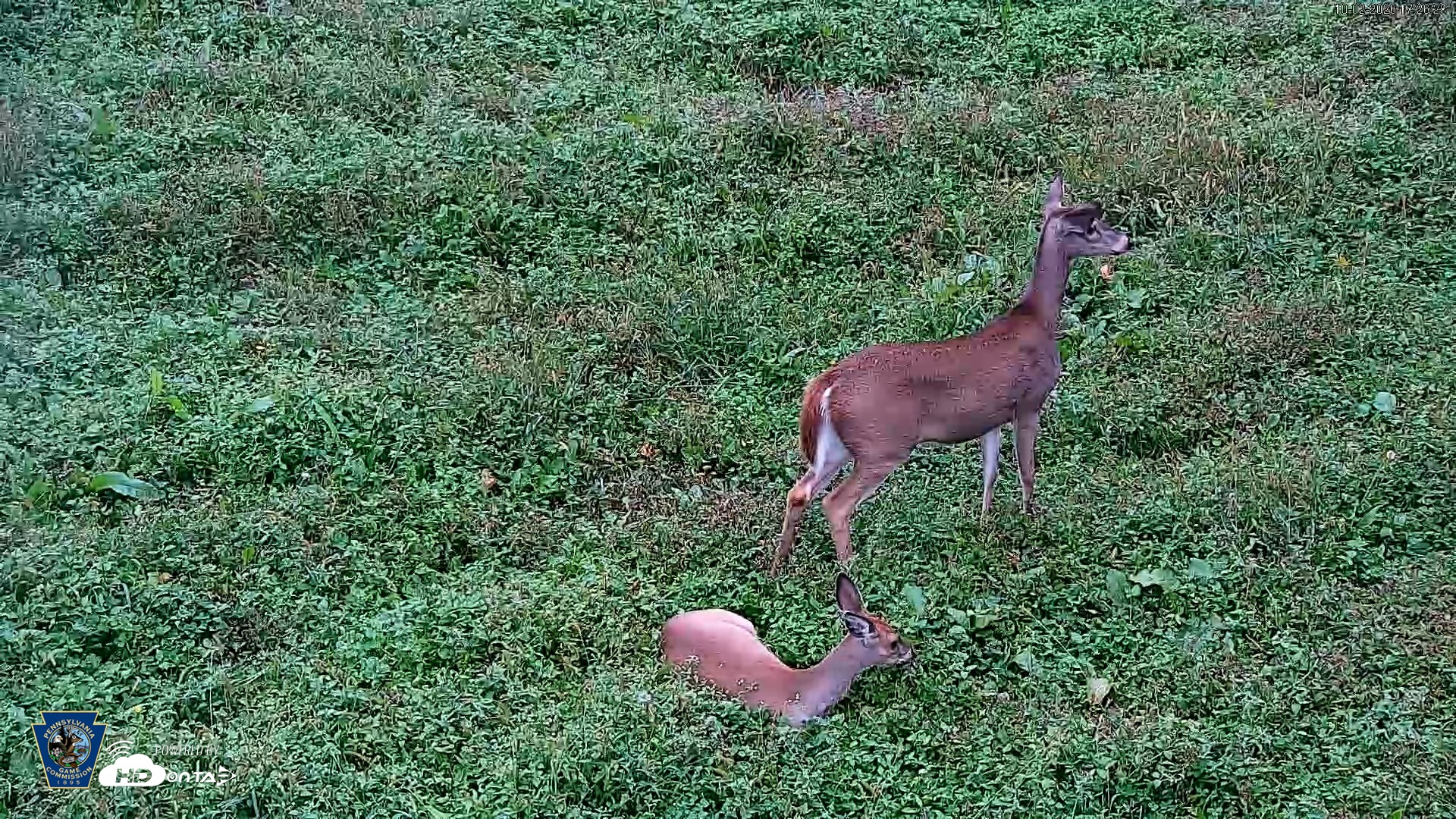 Snapshot of Pennsylvania Elk Live Webcam taken Oct 2, 2026, 5:27pm EDT