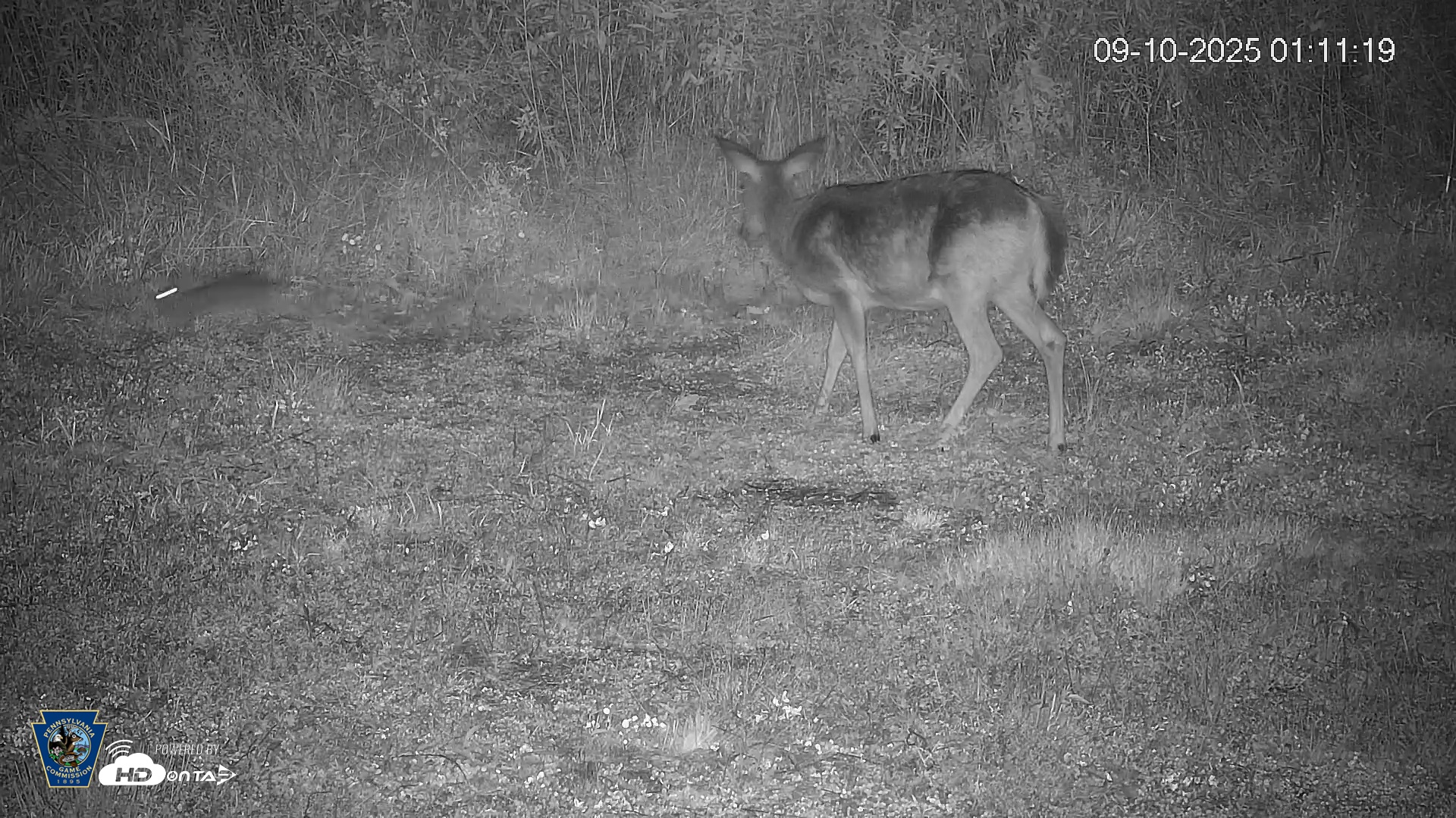 Snapshot of Pennsylvania Elk Live Webcam taken Sep 10, 2025, 1:12am EDT