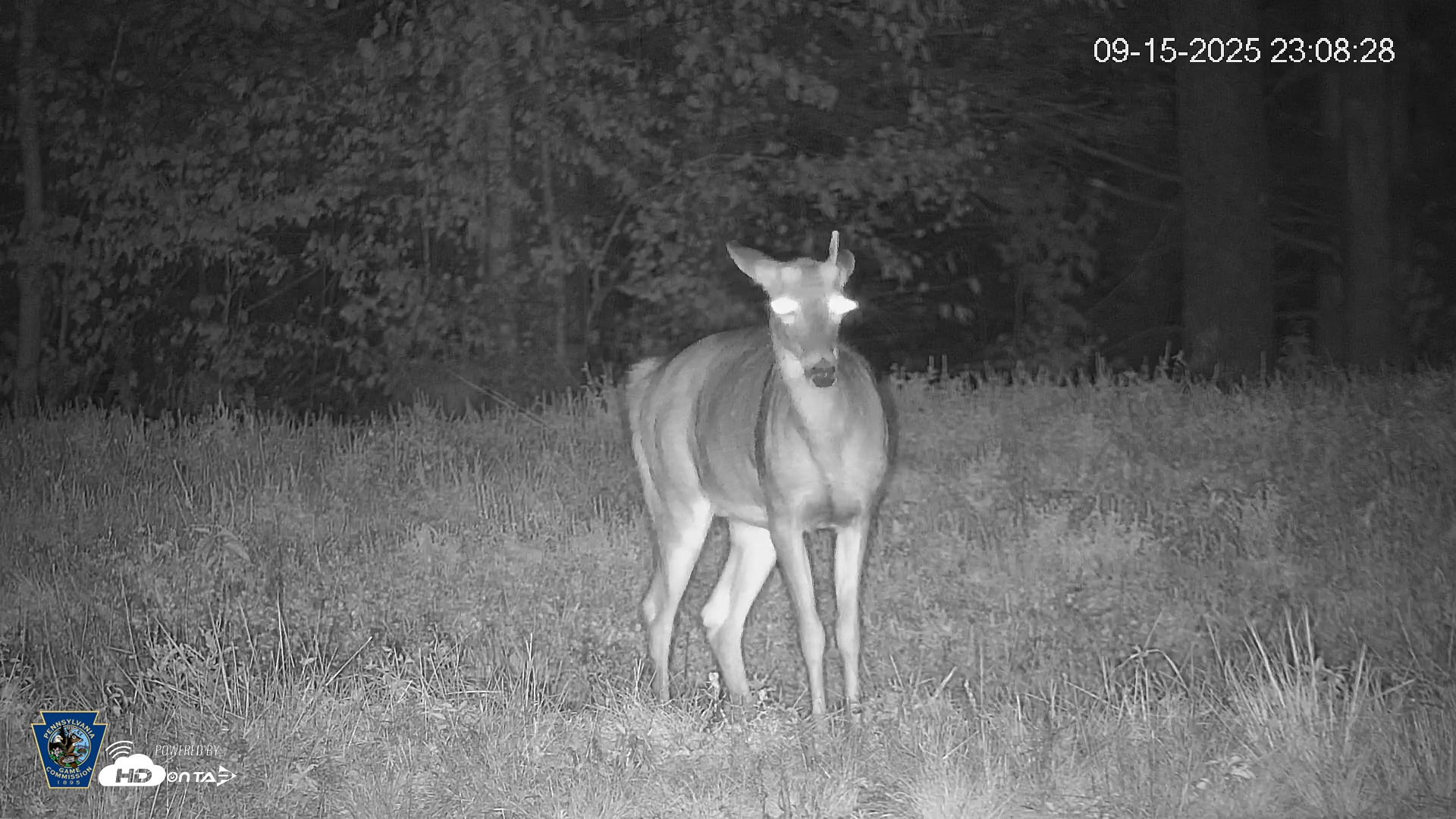 Snapshot of Pennsylvania Elk Live Webcam taken Sep 15, 2025, 11:09pm EDT