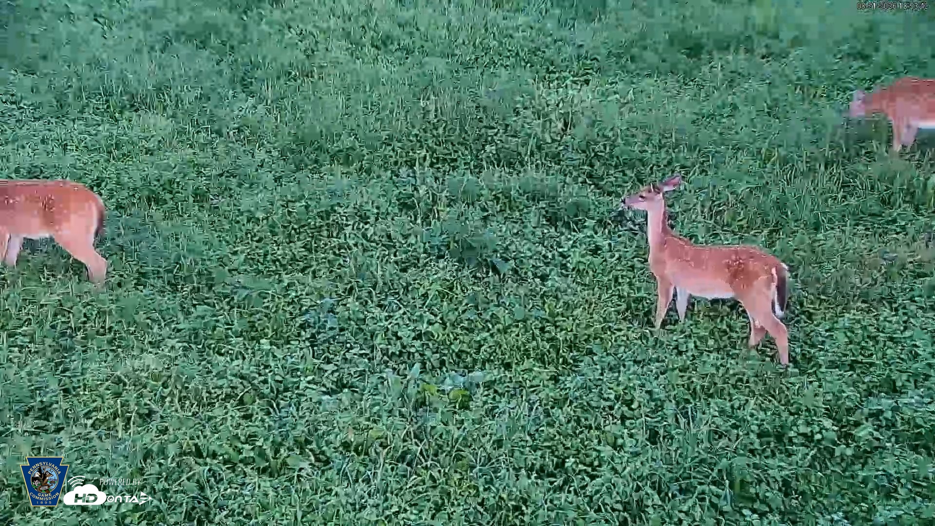 Snapshot of Pennsylvania Elk Live Webcam taken Aug 21, 2026, 6:54pm EDT