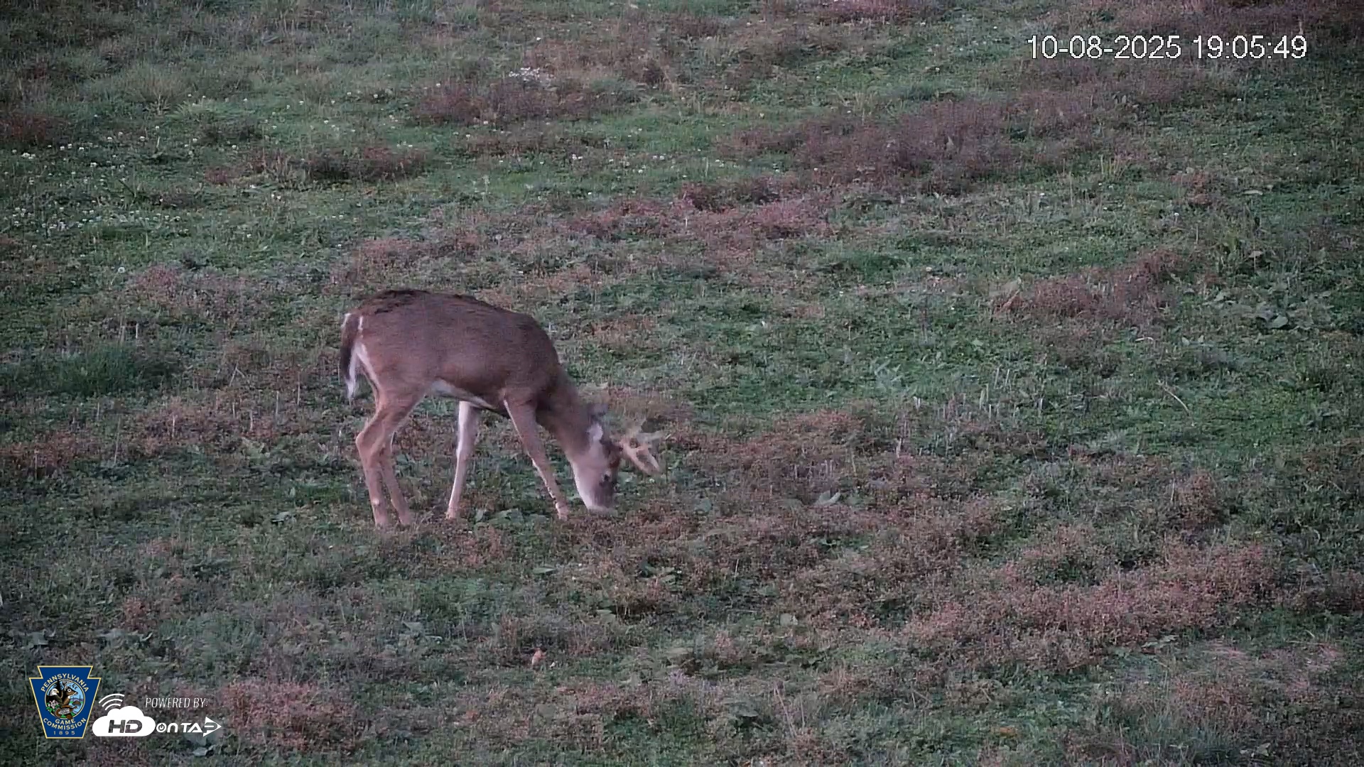 Snapshot of Pennsylvania Elk Live Webcam taken Oct 8, 2025, 7:06pm EDT