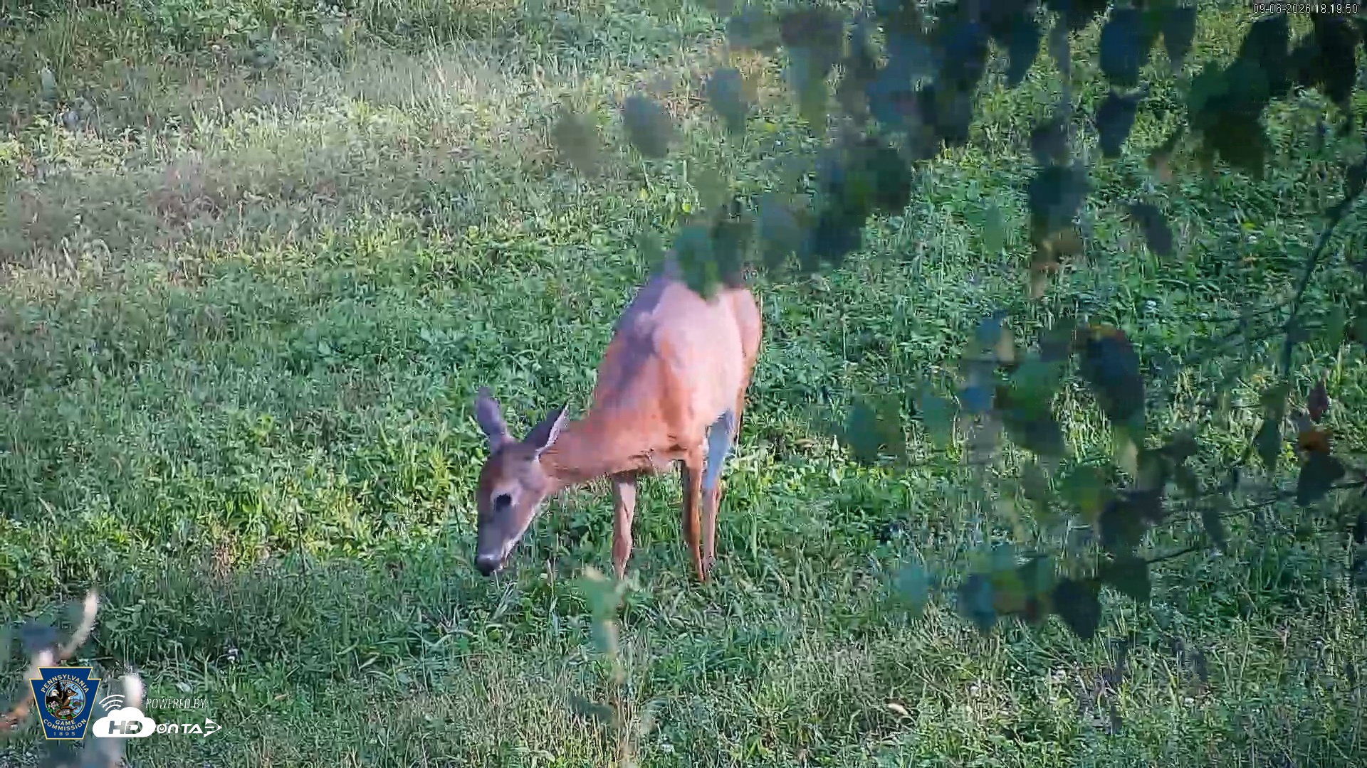 Snapshot of Pennsylvania Elk Live Webcam taken Sep 6, 2026, 6:20pm EDT