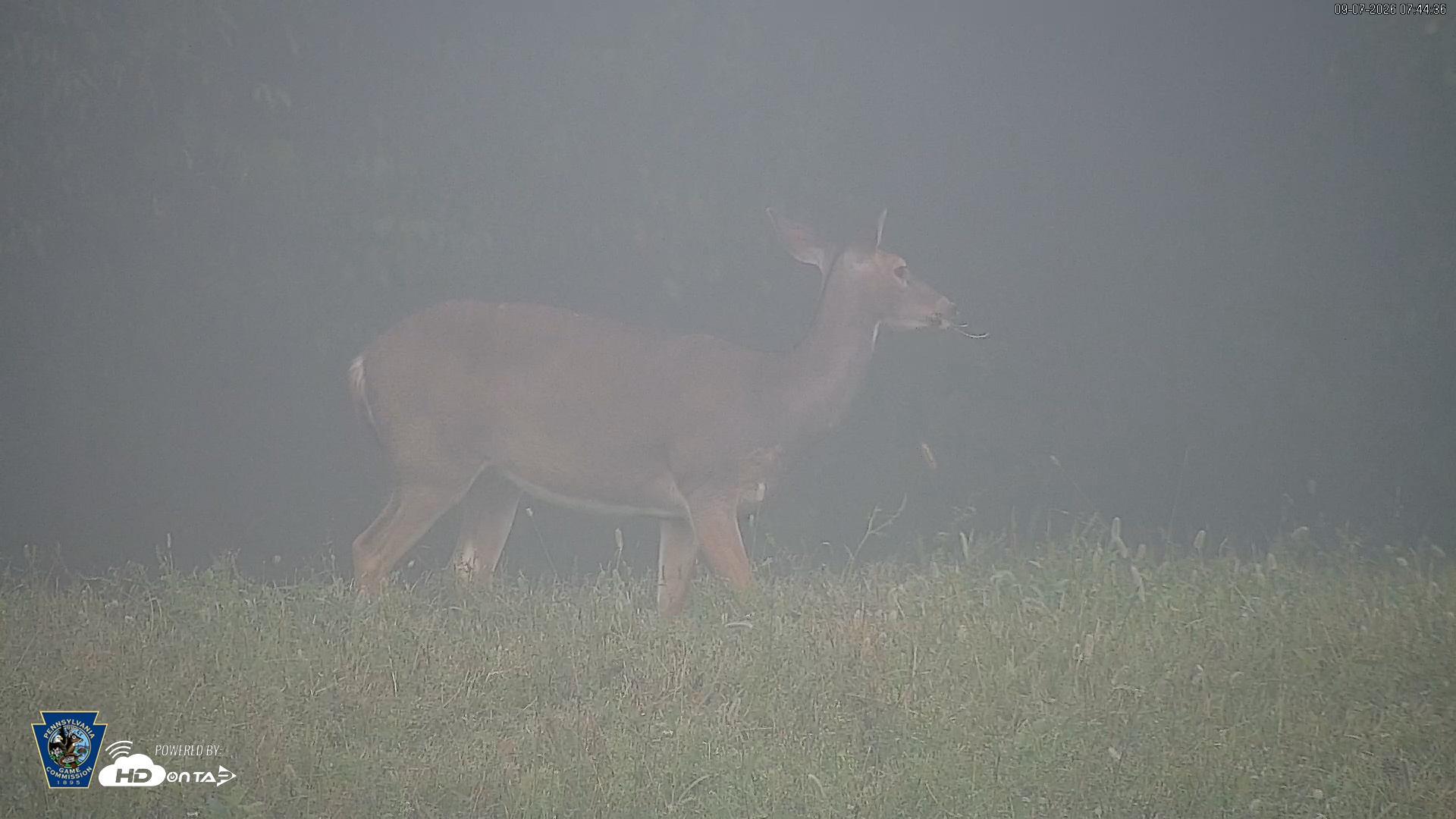 Snapshot of Pennsylvania Elk Live Webcam taken Sep 7, 2026, 7:45am EDT