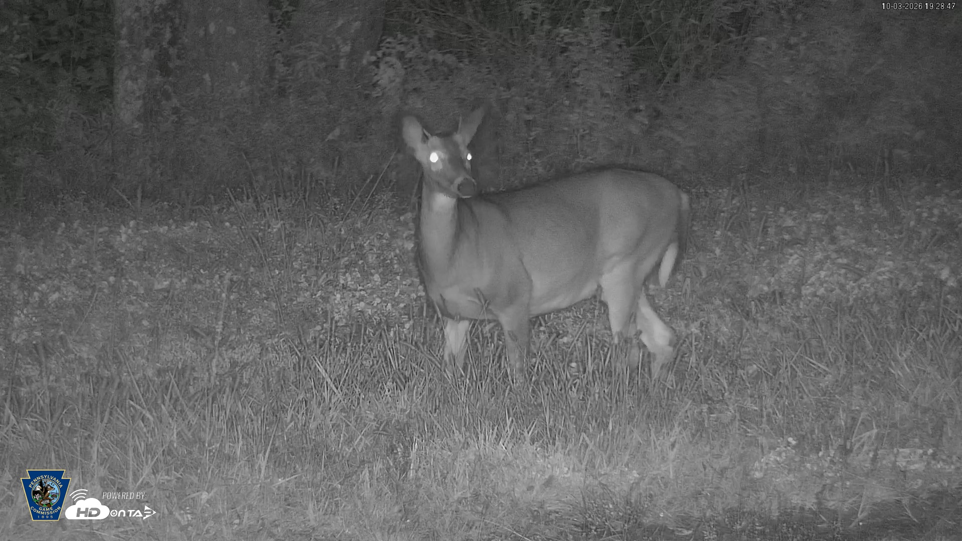 Snapshot of Pennsylvania Elk Live Webcam taken Oct 3, 2026, 7:29pm EDT