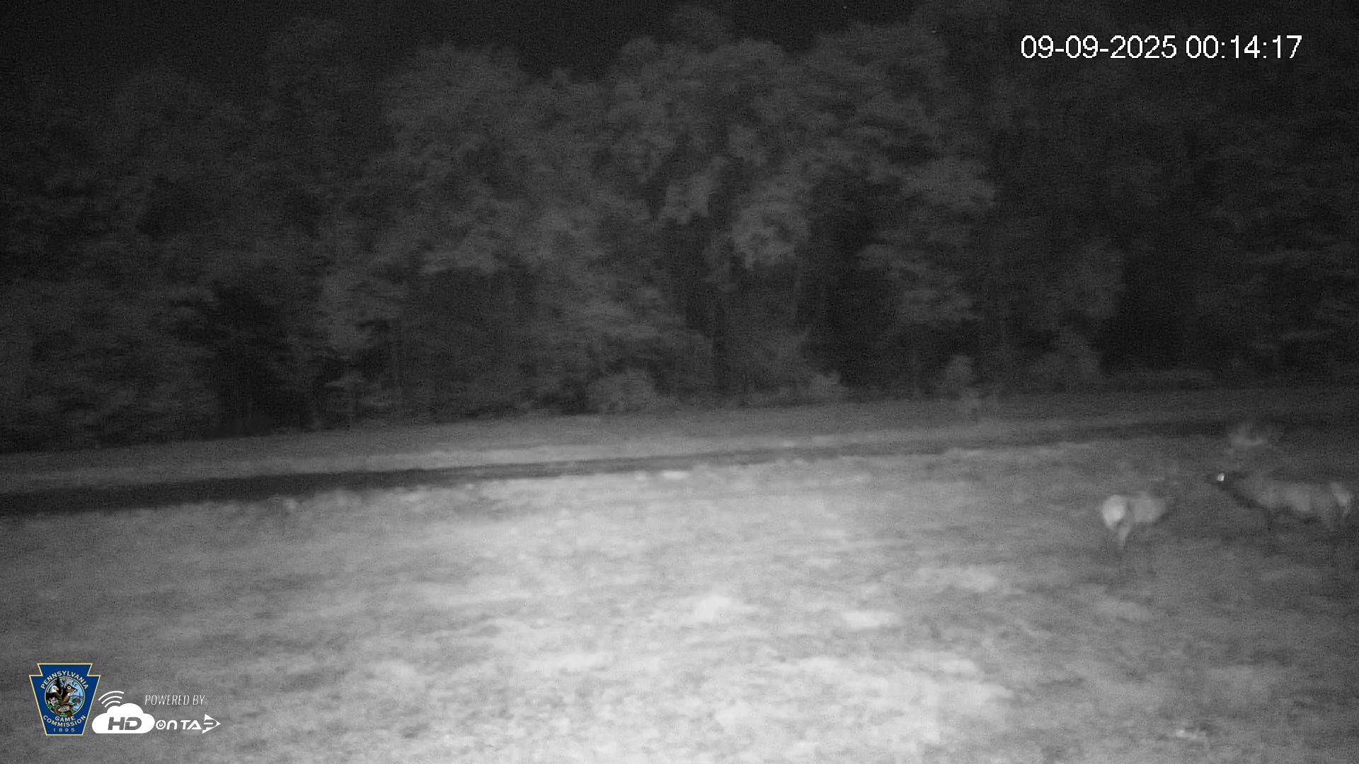 Snapshot of Pennsylvania Elk Live Webcam taken Sep 9, 2025, 12:14am EDT