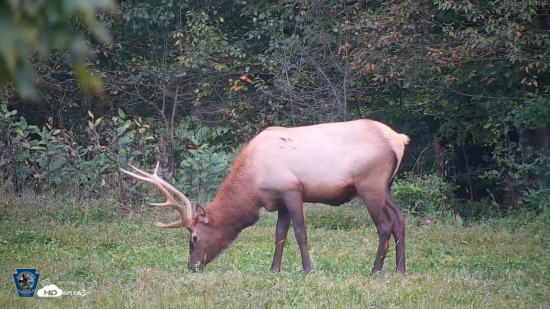 Snapshot of Pennsylvania Elk Live Webcam taken Sep 9, 2026, 7:13pm EDT