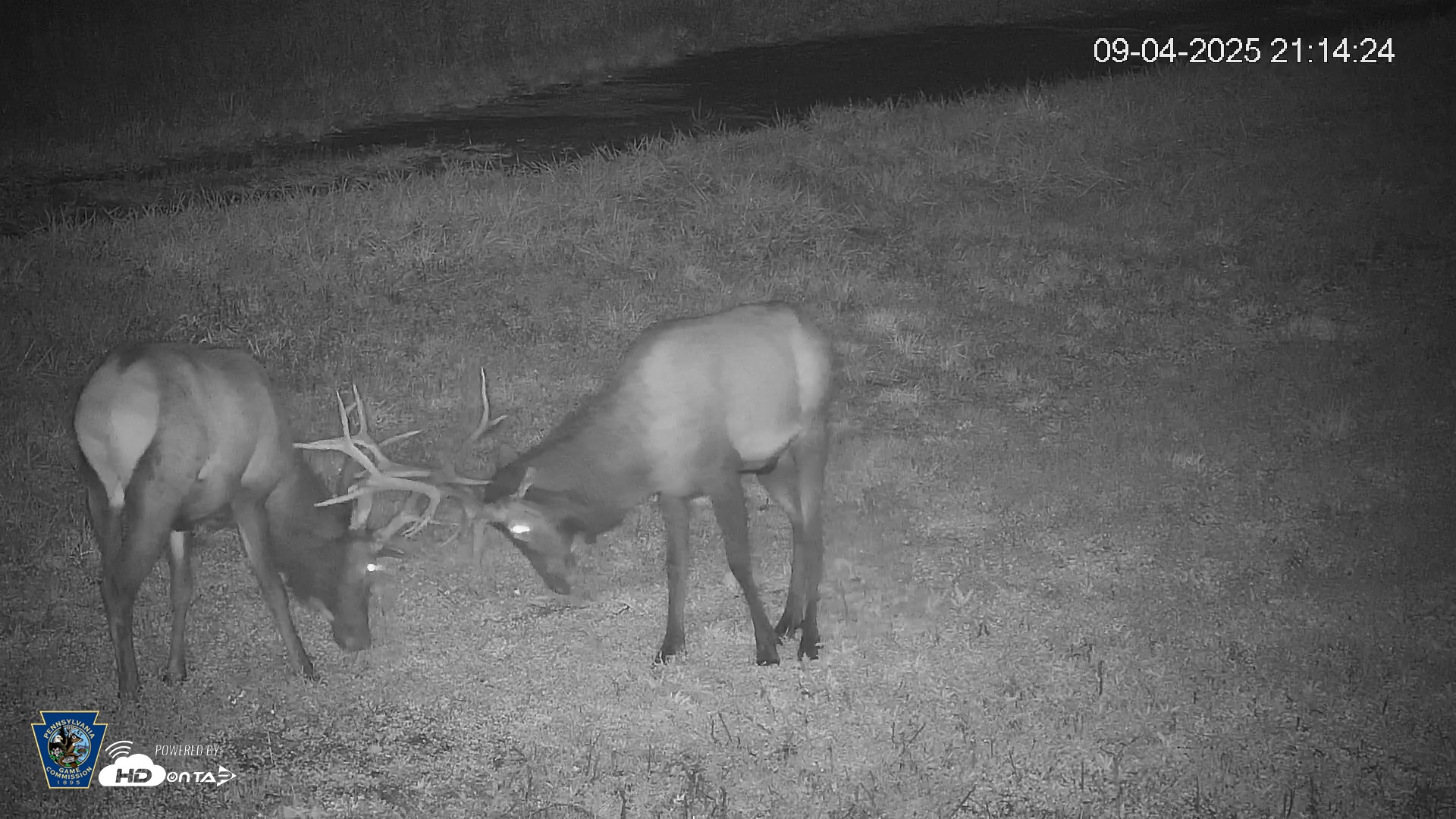Snapshot of Pennsylvania Elk Live Webcam taken Sep 4, 2025, 9:14pm EDT