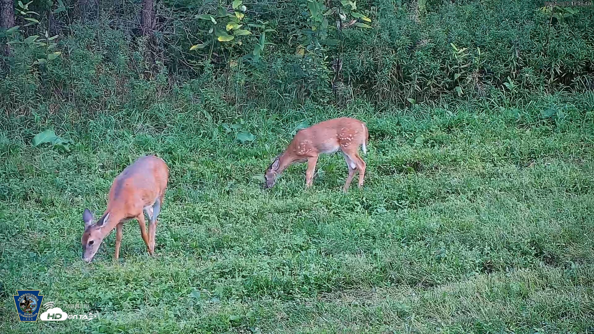 Snapshot of Pennsylvania Elk Live Webcam taken Sep 4, 2026, 6:49pm EDT