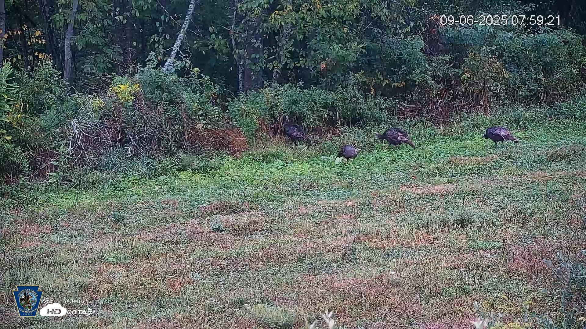 Snapshot of Pennsylvania Elk Live Webcam taken Sep 6, 2025, 8:00am EDT