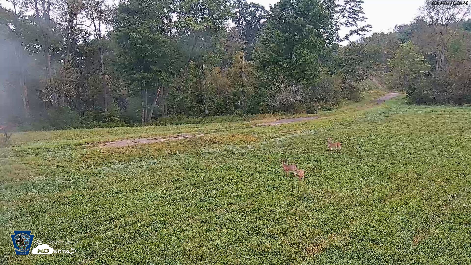 Snapshot of Pennsylvania Elk Live Webcam taken Sep 9, 2026, 7:10am EDT