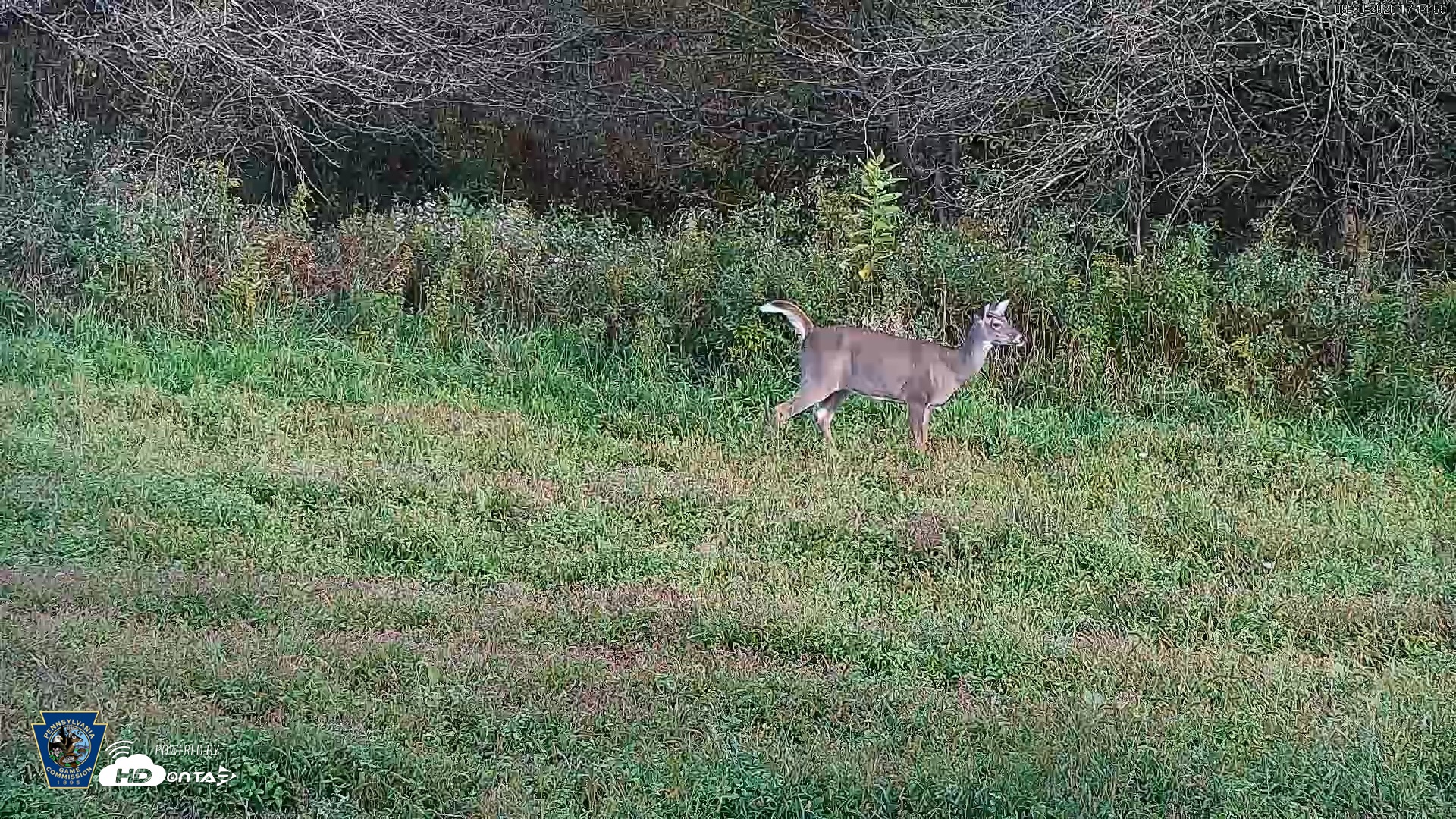 Snapshot of Pennsylvania Elk Live Webcam taken Sep 30, 2026, 5:15pm EDT