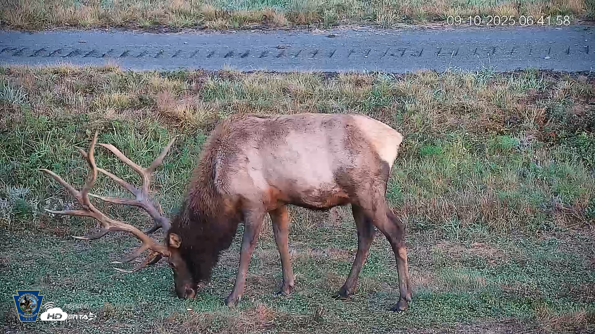 Snapshot of Pennsylvania Elk Live Webcam taken Sep 10, 2025, 6:42am EDT