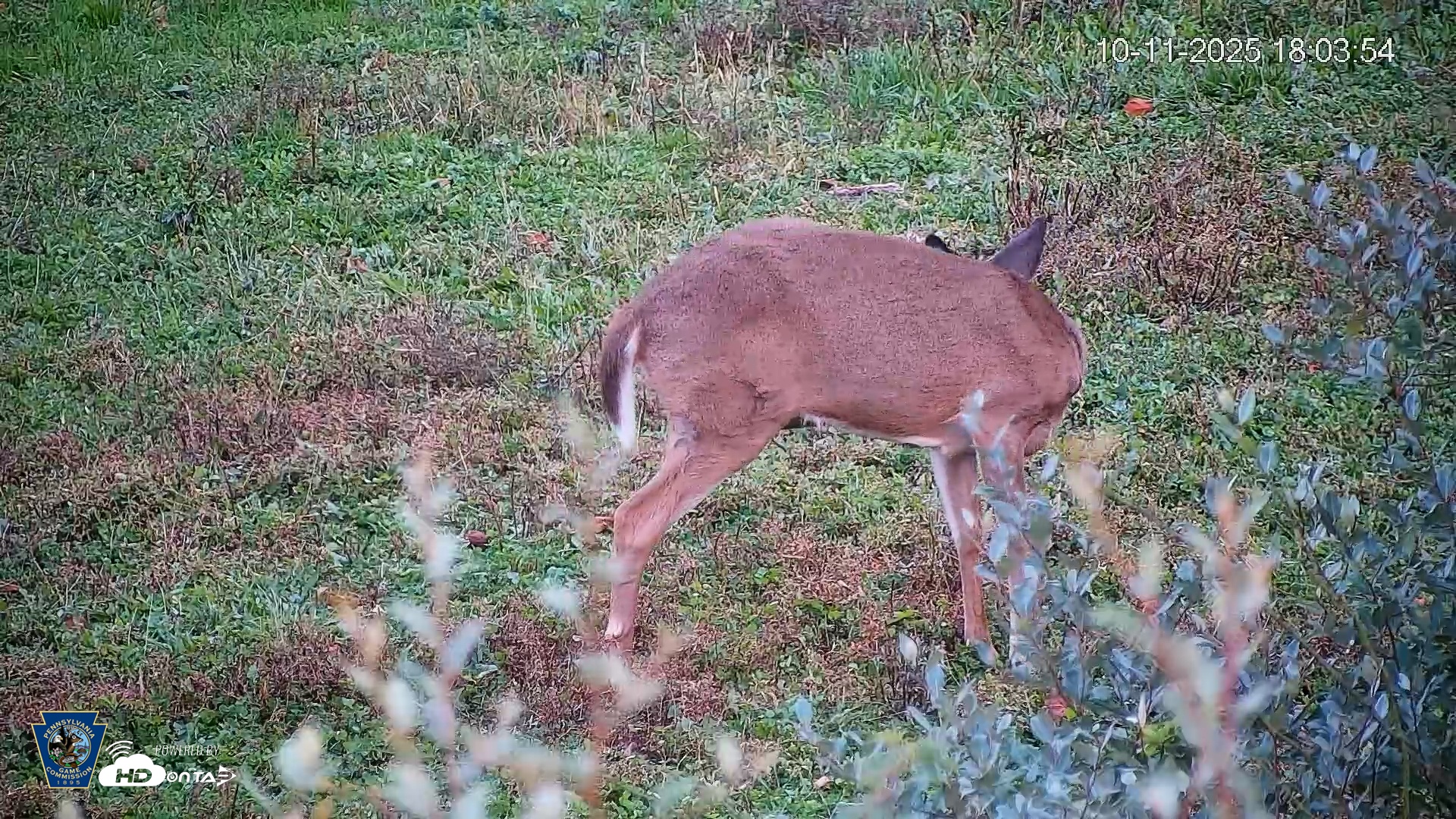 Snapshot of Pennsylvania Elk Live Webcam taken Oct 11, 2025, 6:04pm EDT