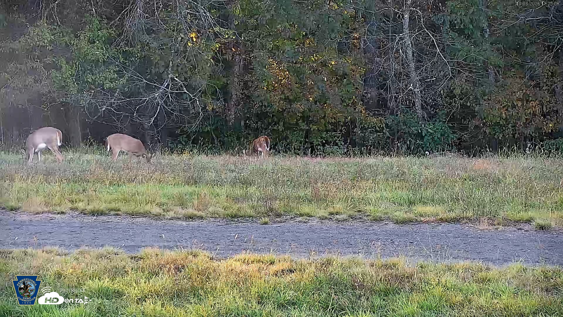 Snapshot of Pennsylvania Elk Live Webcam taken Oct 3, 2026, 5:25pm EDT