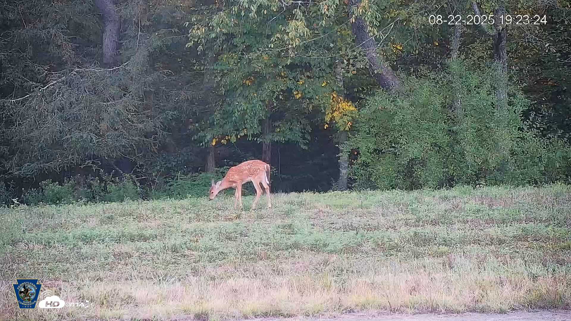 Snapshot of Pennsylvania Elk Live Webcam taken Aug 22, 2025, 7:24pm EDT