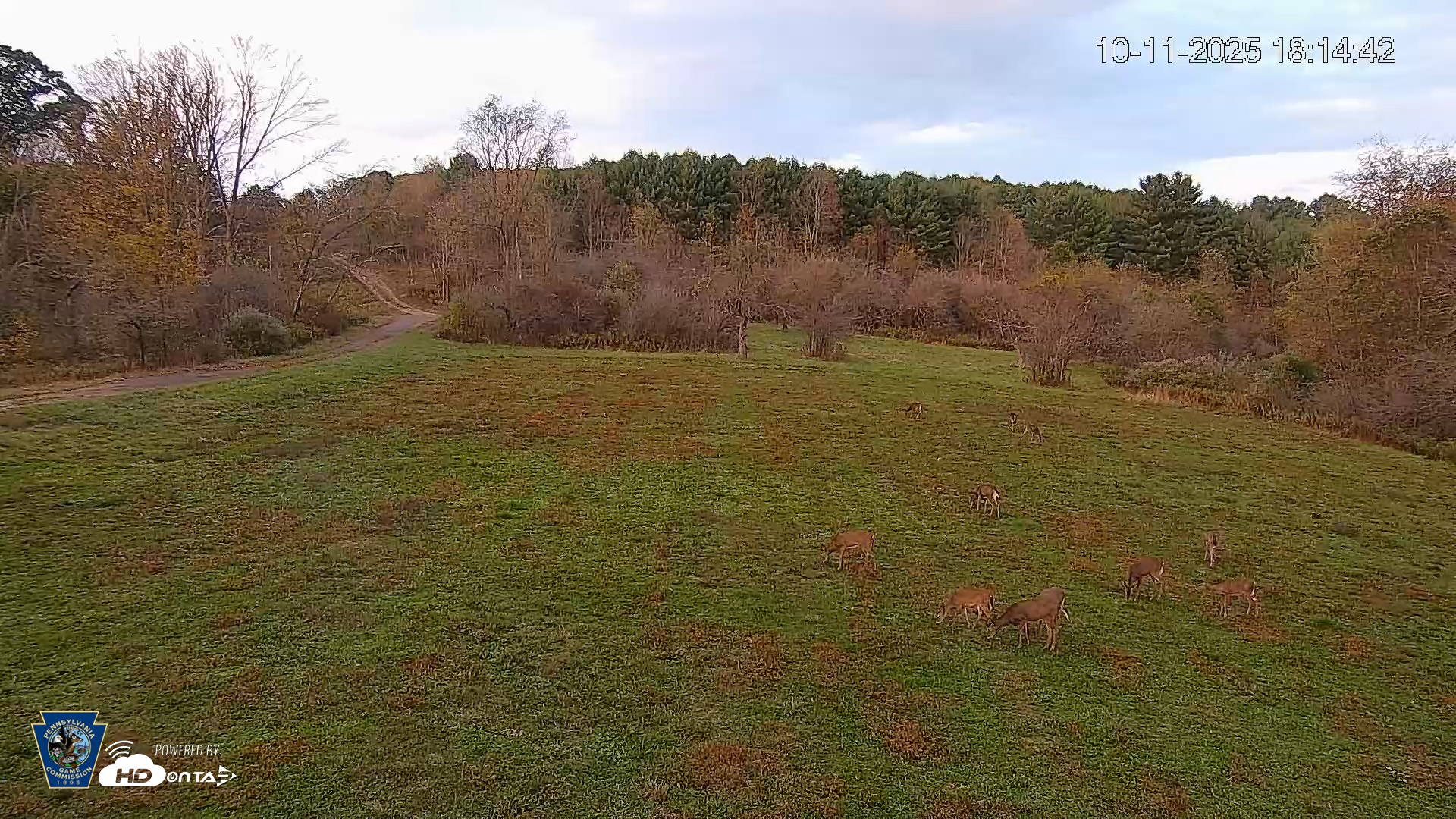 Snapshot of Pennsylvania Elk Live Webcam taken Oct 11, 2025, 6:15pm EDT