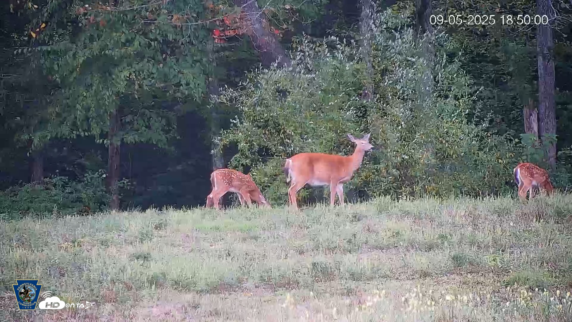 Snapshot of Pennsylvania Elk Live Webcam taken Sep 5, 2025, 6:50pm EDT