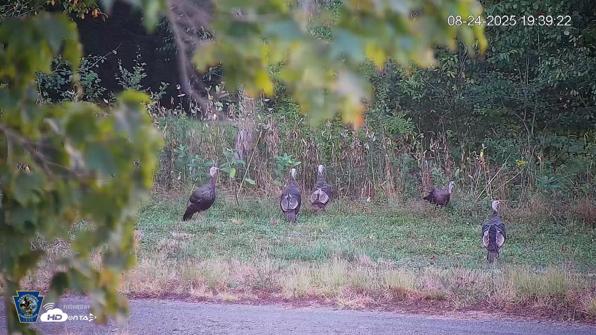 Snapshot of Pennsylvania Elk Live Webcam taken Aug 24, 2025, 7:40pm EDT