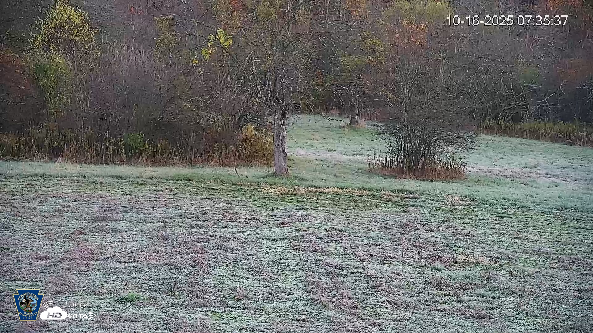 Snapshot of Pennsylvania Elk Live Webcam taken Oct 16, 2025, 7:36am EDT