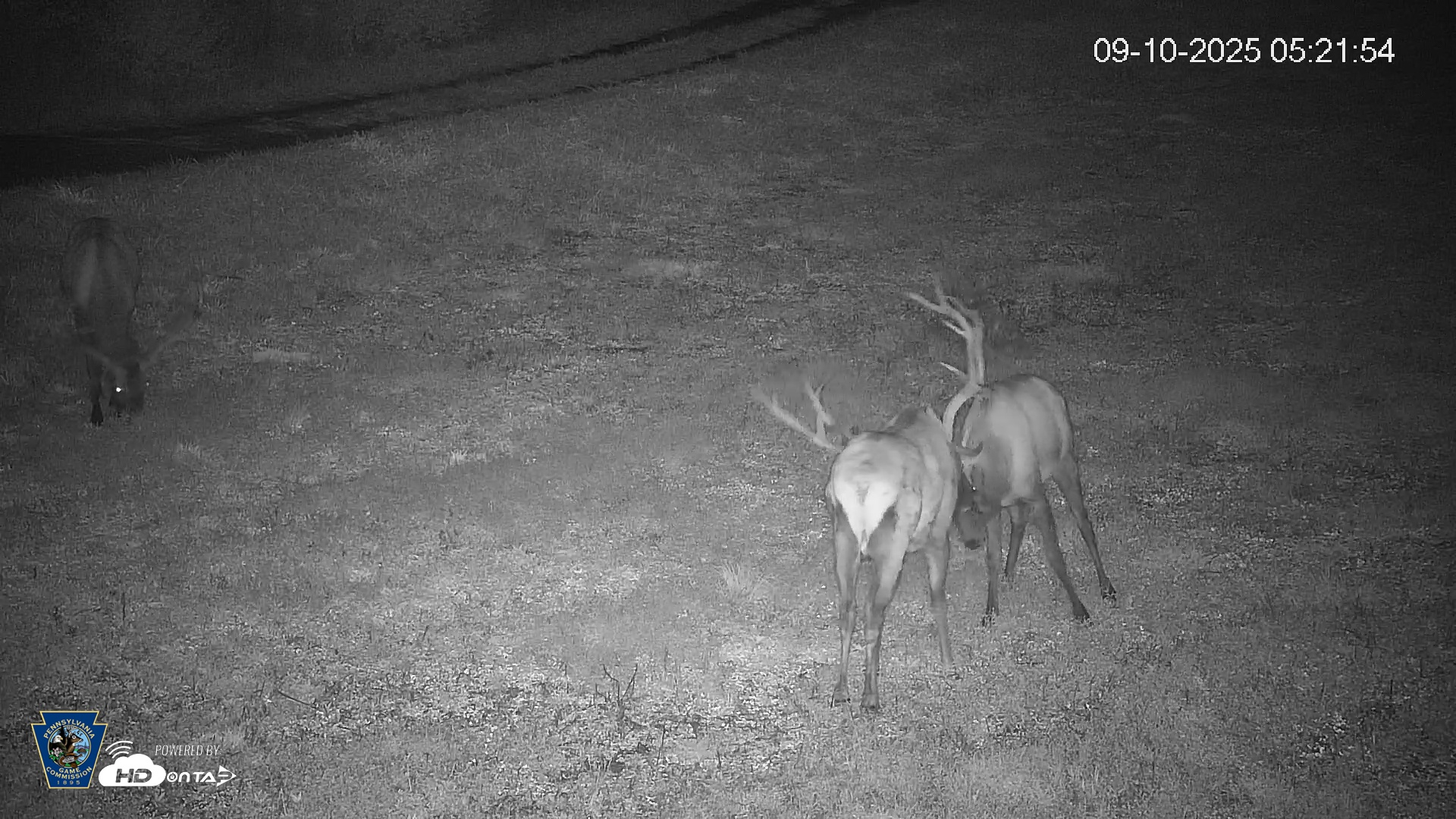 Snapshot of Pennsylvania Elk Live Webcam taken Sep 10, 2025, 5:22am EDT