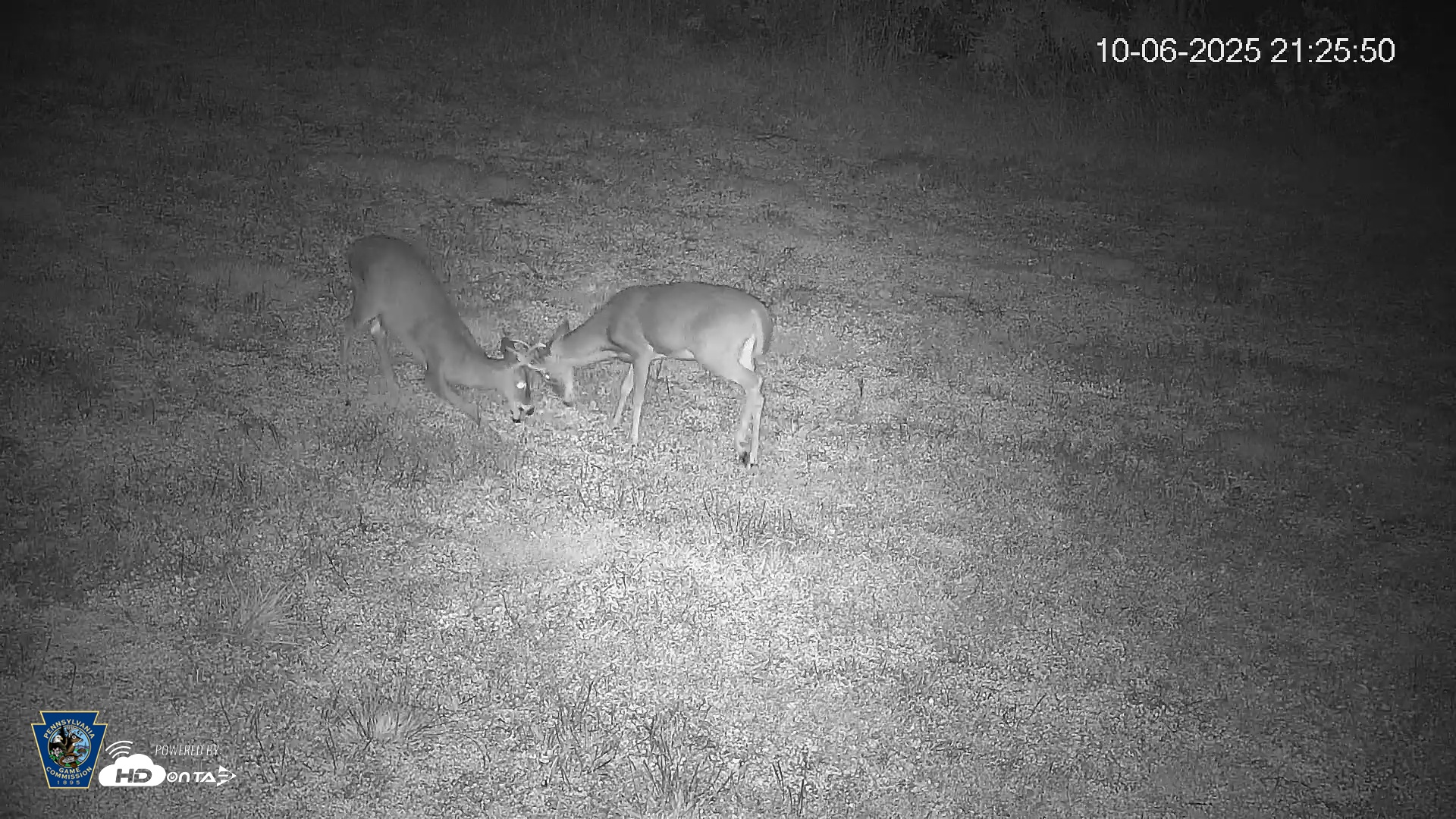 Snapshot of Pennsylvania Elk Live Webcam taken Oct 6, 2025, 9:26pm EDT