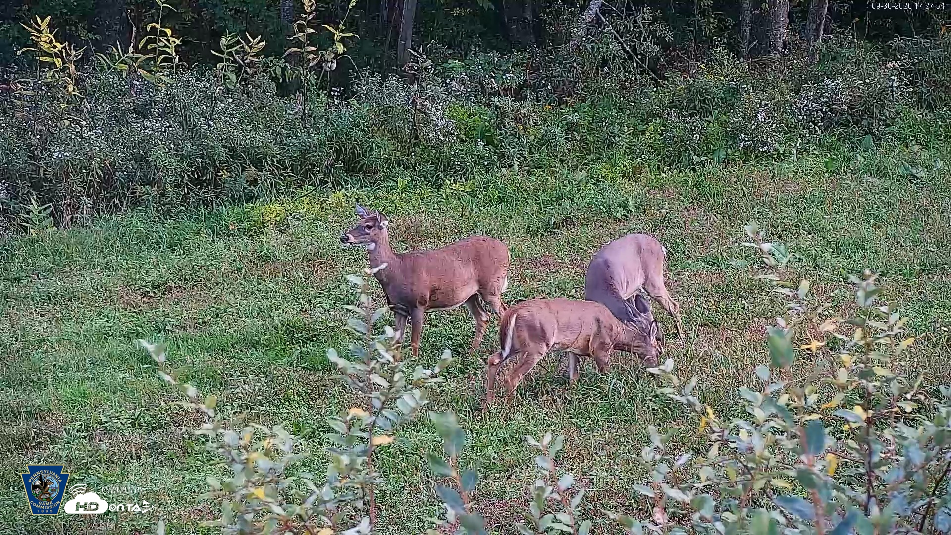 Snapshot of Pennsylvania Elk Live Webcam taken Sep 30, 2026, 5:28pm EDT