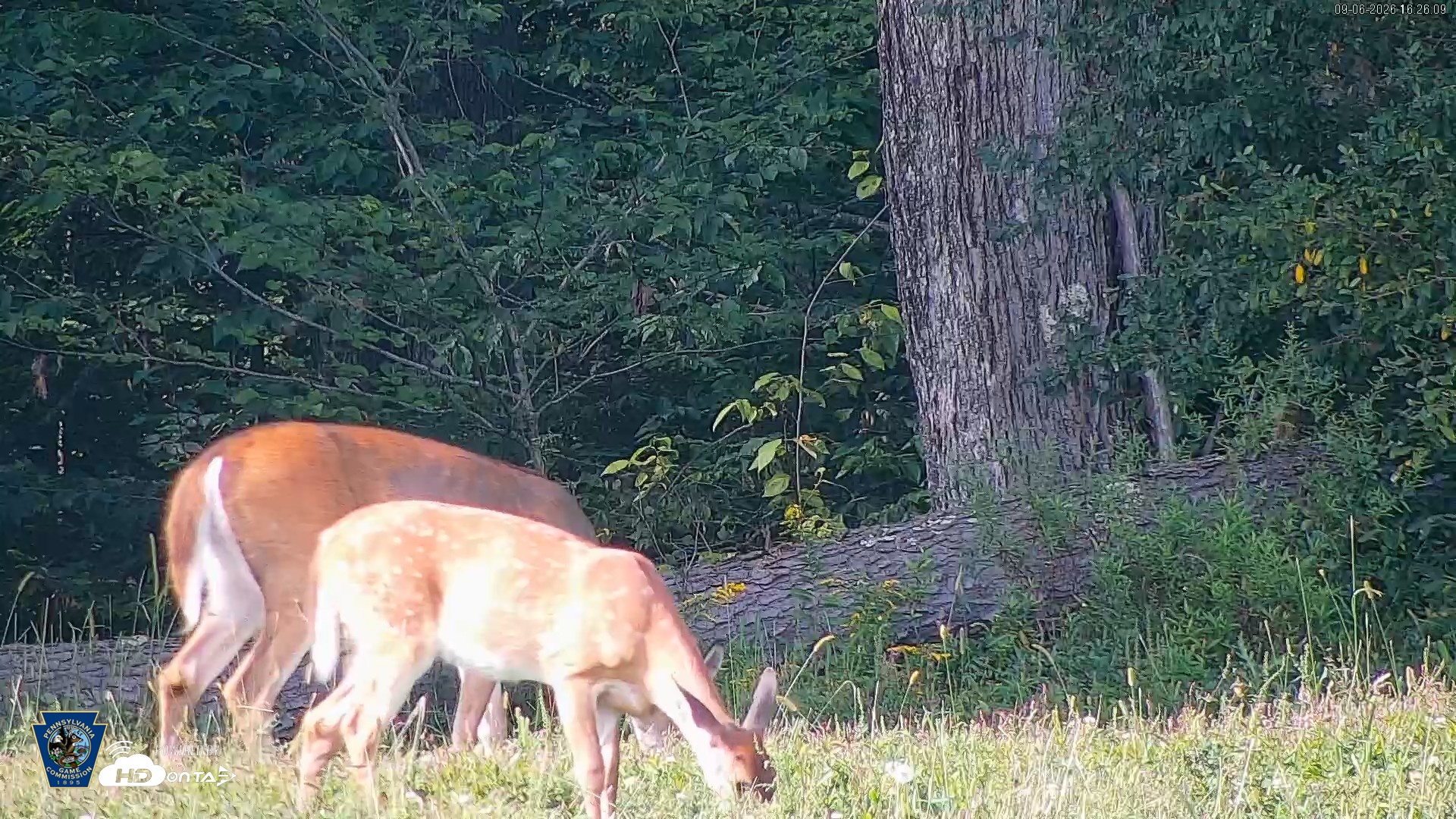 Snapshot of Pennsylvania Elk Live Webcam taken Sep 6, 2026, 4:26pm EDT