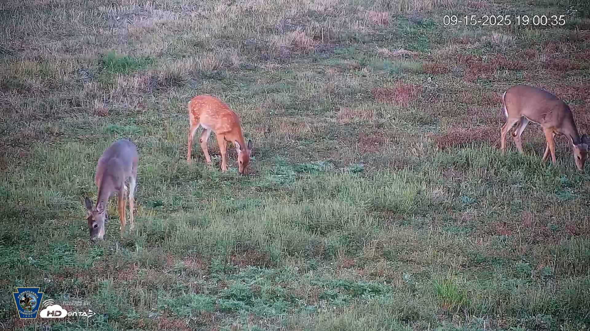Snapshot of Pennsylvania Elk Live Webcam taken Sep 15, 2025, 7:01pm EDT