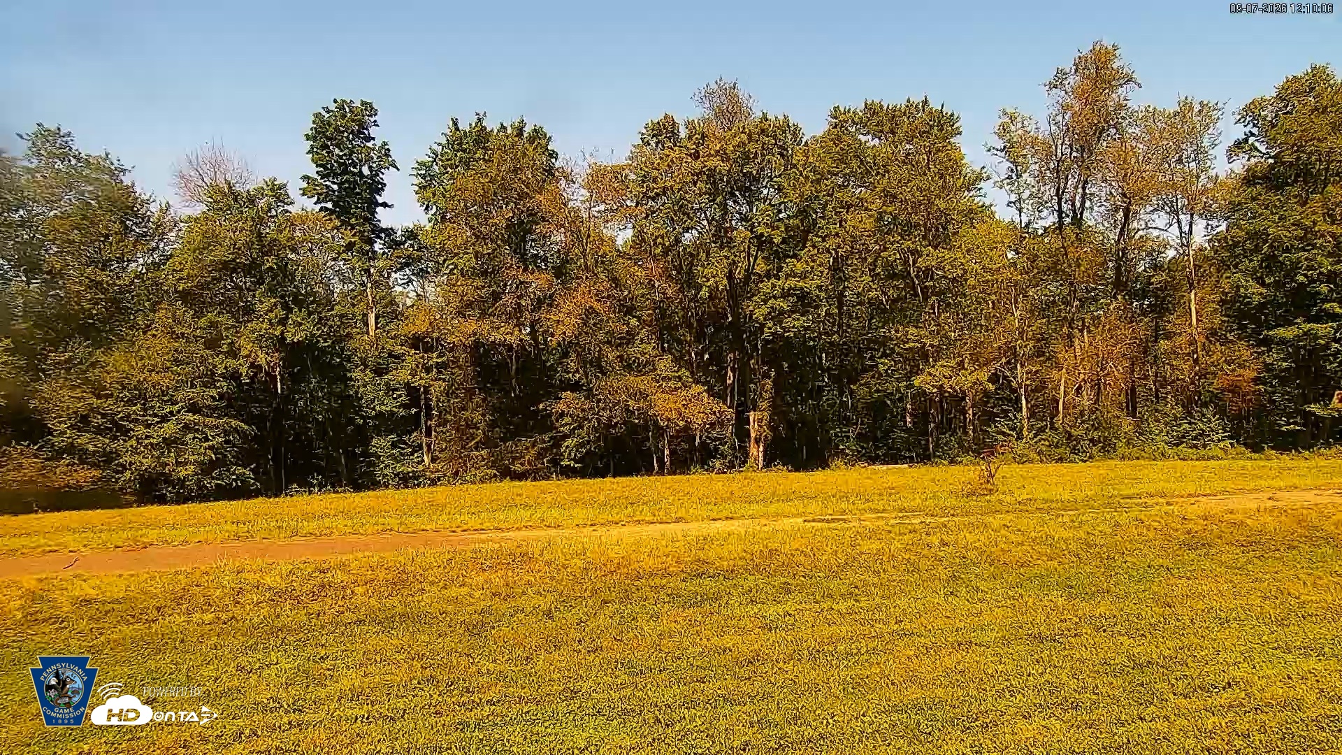Snapshot of Pennsylvania Elk Live Webcam taken Sep 7, 2026, 12:11pm EDT