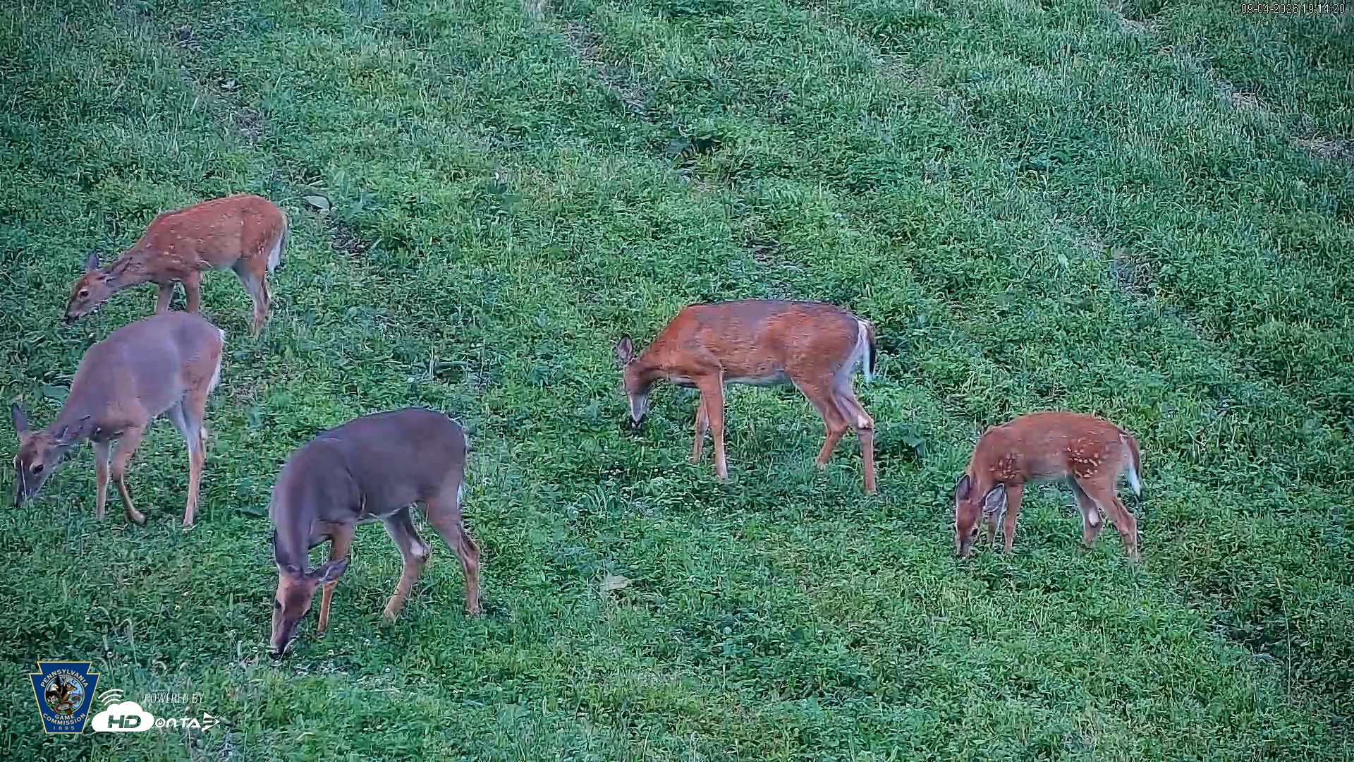Snapshot of Pennsylvania Elk Live Webcam taken Sep 4, 2026, 7:15pm EDT
