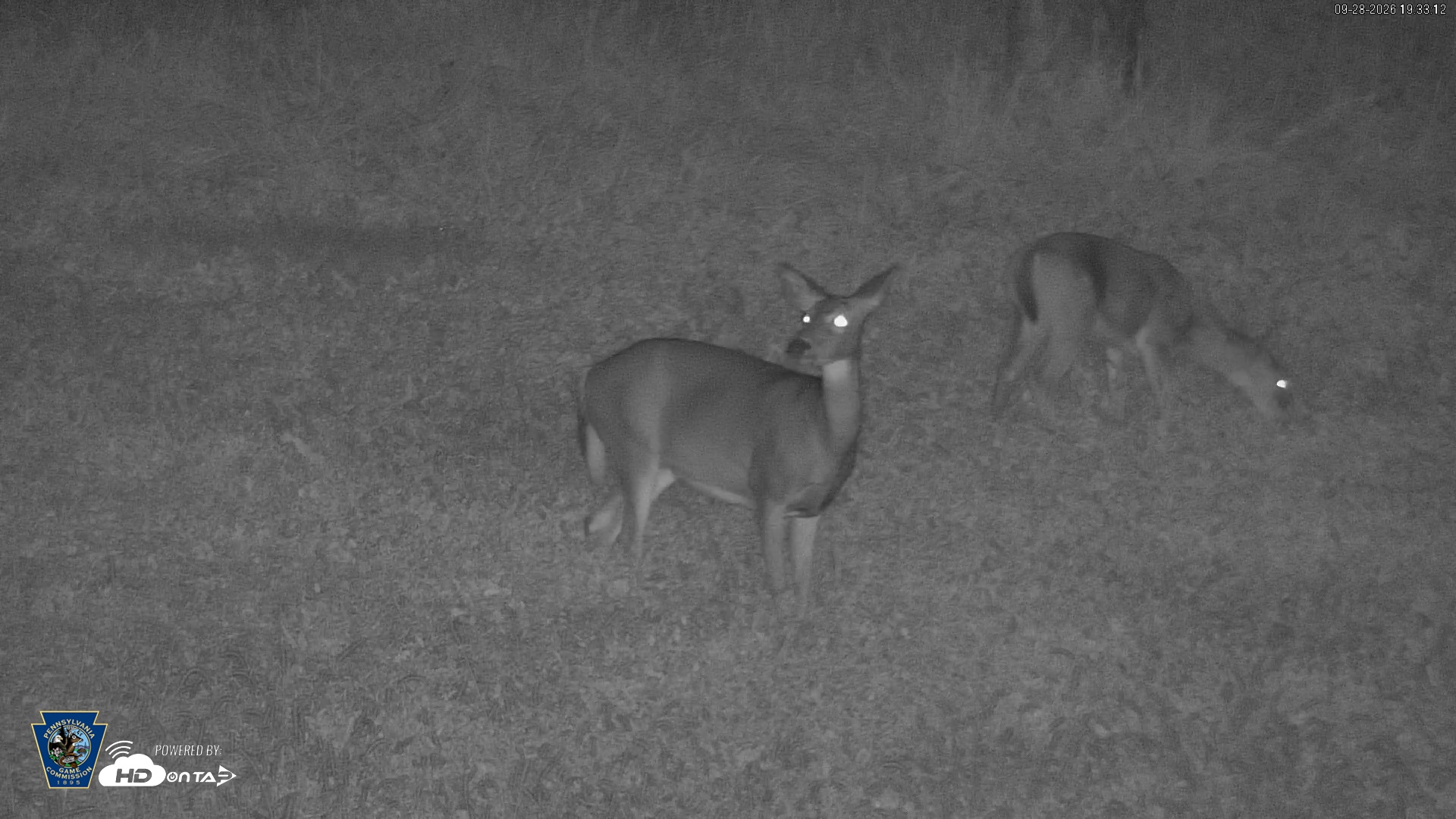Snapshot of Pennsylvania Elk Live Webcam taken Sep 28, 2026, 7:34pm EDT