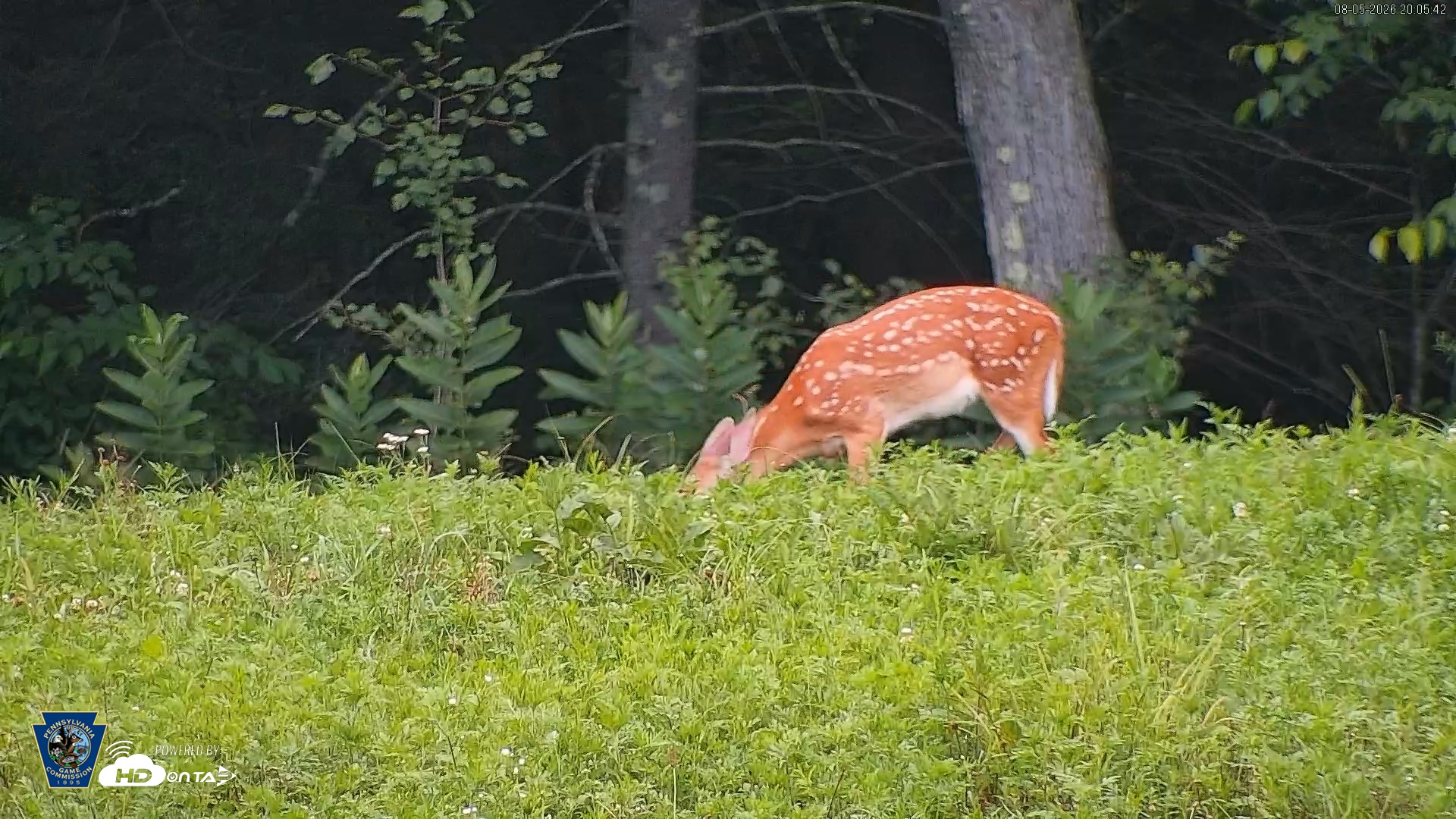 Snapshot of Pennsylvania Elk Live Webcam taken Aug 5, 2026, 8:07pm EDT