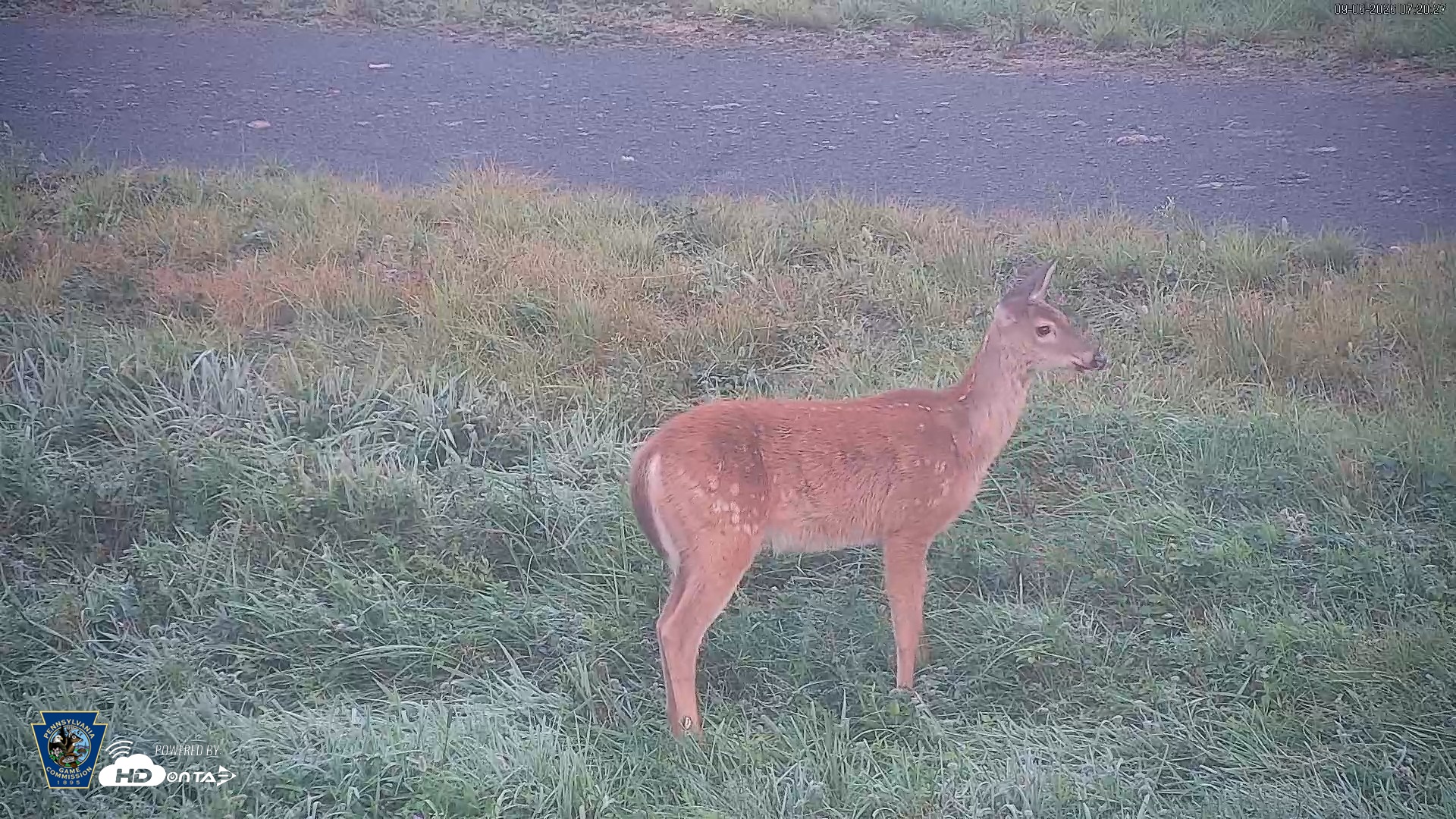 Snapshot of Pennsylvania Elk Live Webcam taken Sep 6, 2026, 7:21am EDT