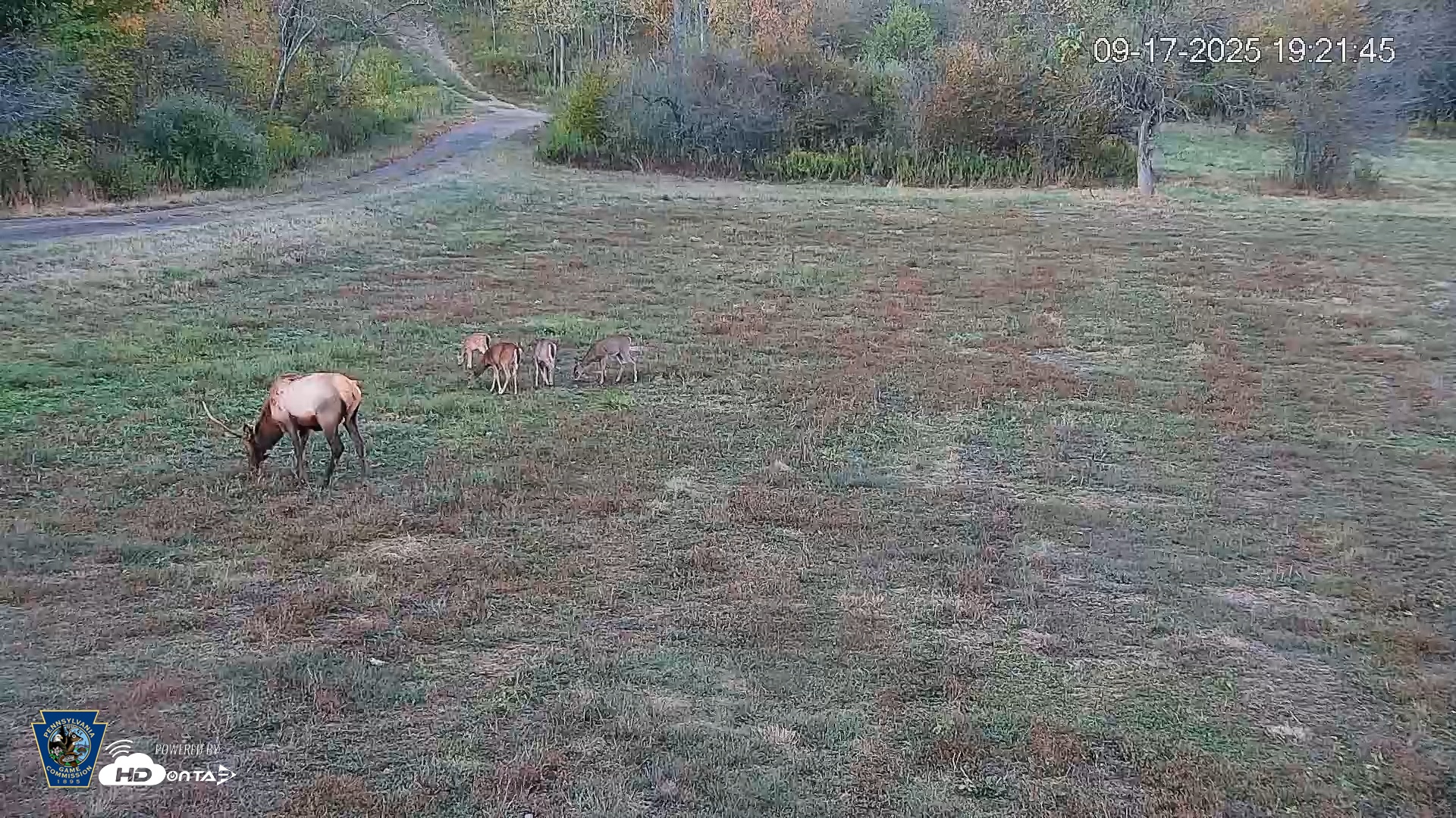 Snapshot of Pennsylvania Elk Live Webcam taken Sep 17, 2025, 7:22pm EDT